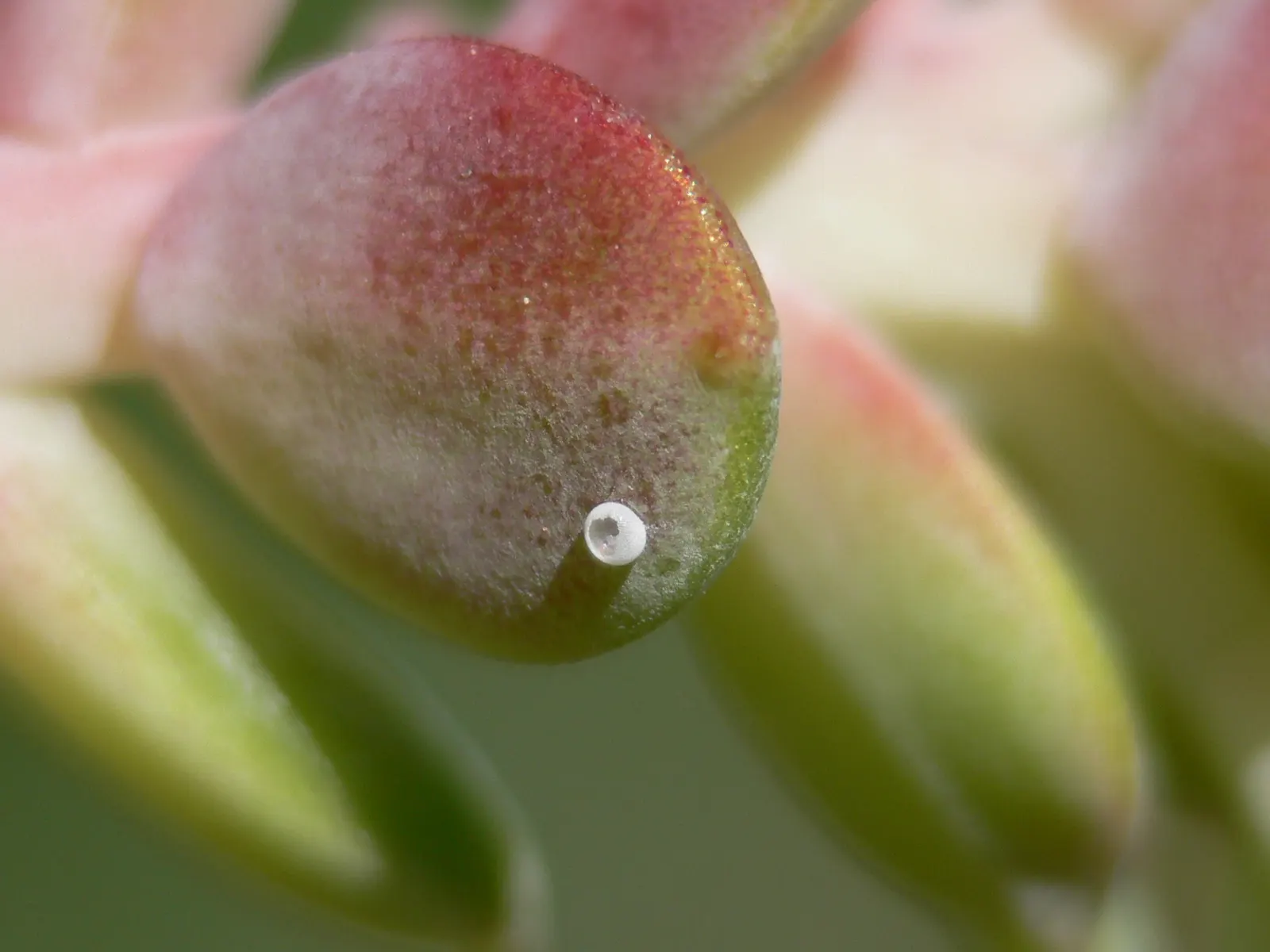 Spathe Leaved Sedum (Sedum Spathulifolium) — or as a drought-tolerant ground cover