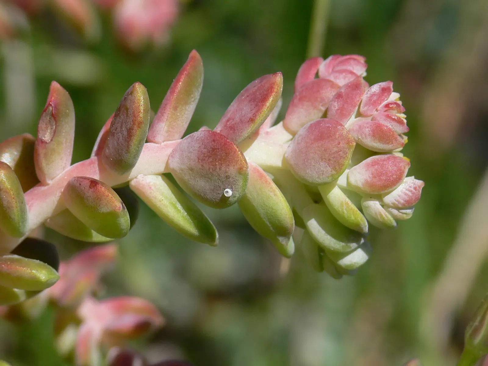 Spathe Leaved Sedum (Sedum Spathulifolium) — These rosettes spread out to cover ground expansively