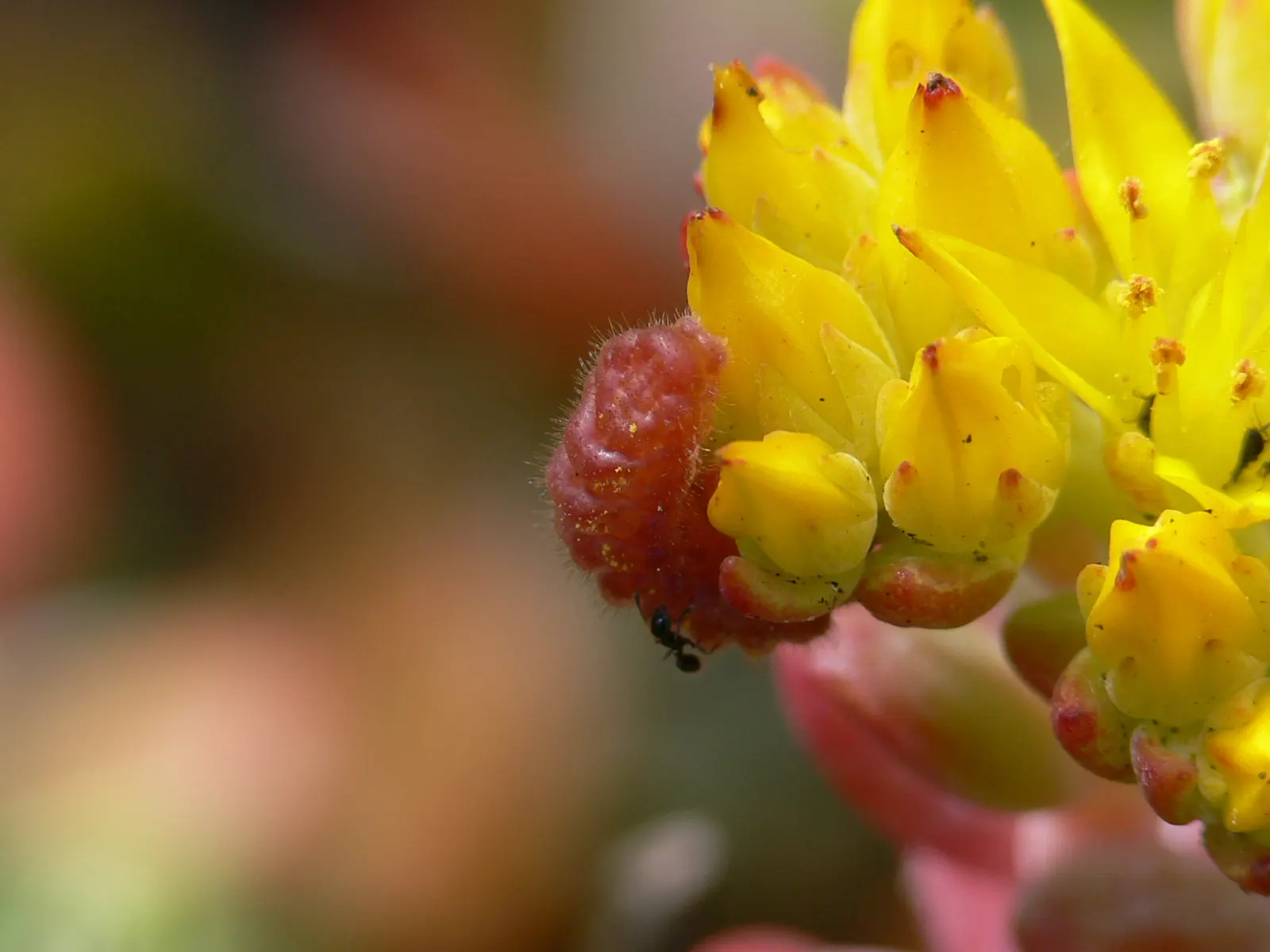 Spathe Leaved Sedum (Sedum Spathulifolium) — is a robust evergreen groundcover with spoon-shaped leaves