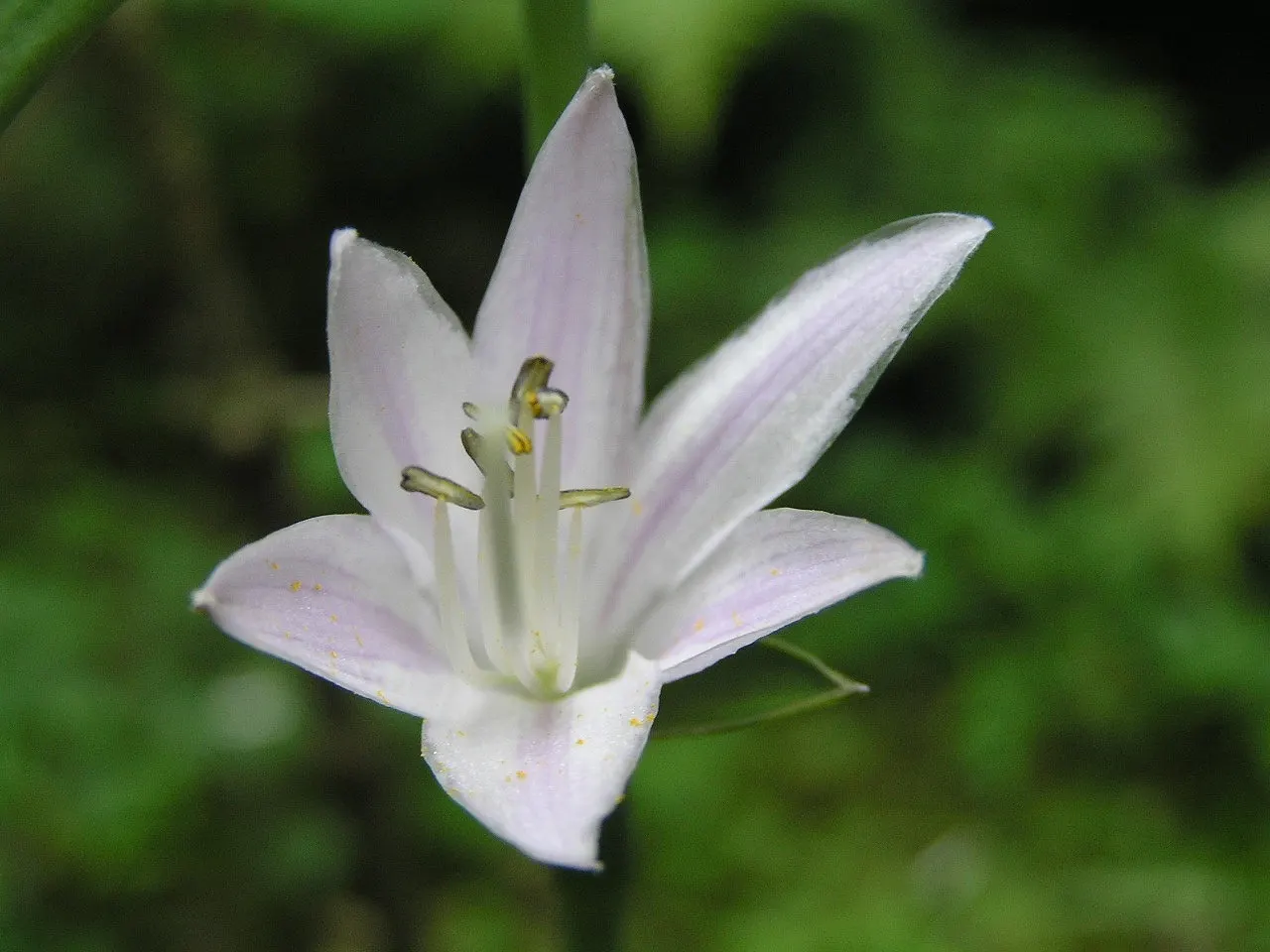Gold-Edged Plantain Lily (Hosta 'Fortunei Aureomarginata') — The Hosta 'Fortunei Aureomarginata', commonly known as Gold-Edged Plantain Lily, is a
