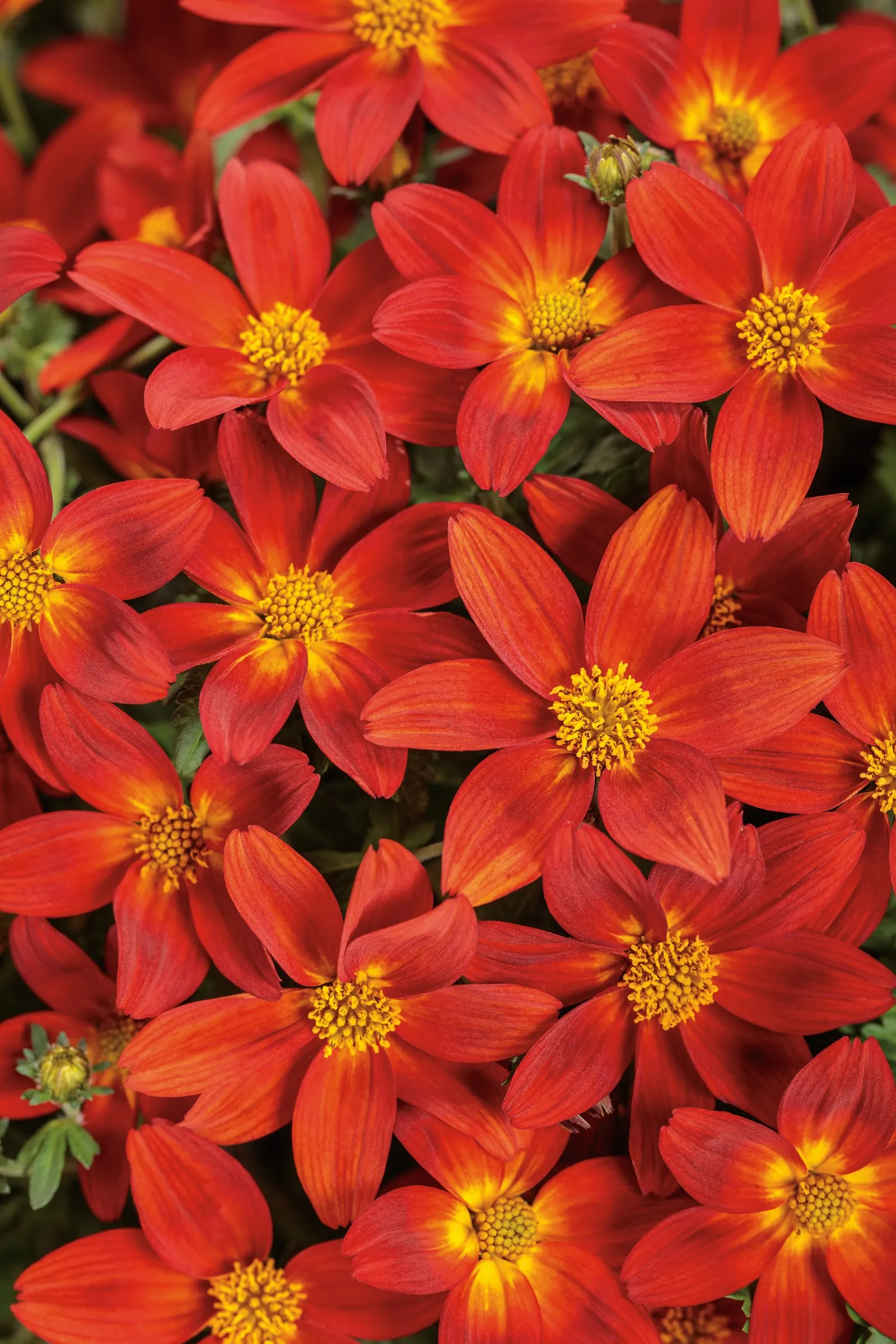 Red Ember Bidens (Bidens ferulifolia) — Best in full sun with well-drained soil and average moisture