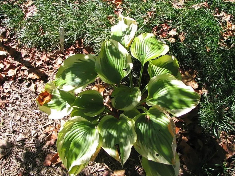 Liberty Hosta (Hosta 'Liberty') — blue-green center surrounded by a bold