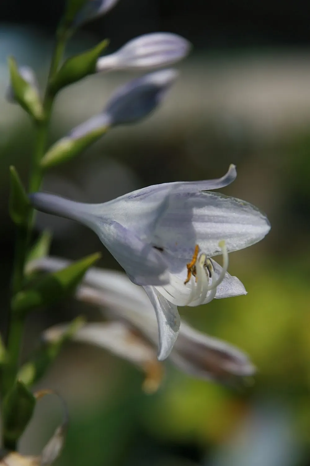 Liberty Hosta (Hosta 'Liberty') — Ideal in USDA Hardiness Zones 3-9, it flourishes in moist, well-drained soil