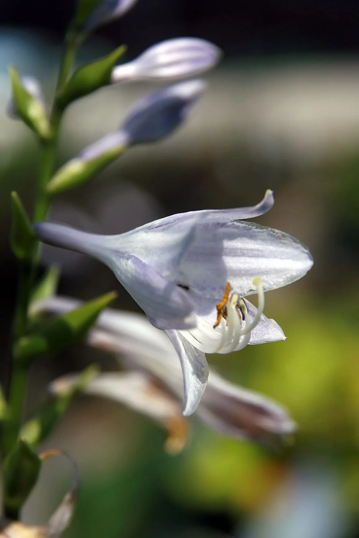 Liberty Hosta (Hosta 'Liberty') — The Liberty Hosta (Hosta 'Liberty') is a striking perennial known for its vibrant foliage