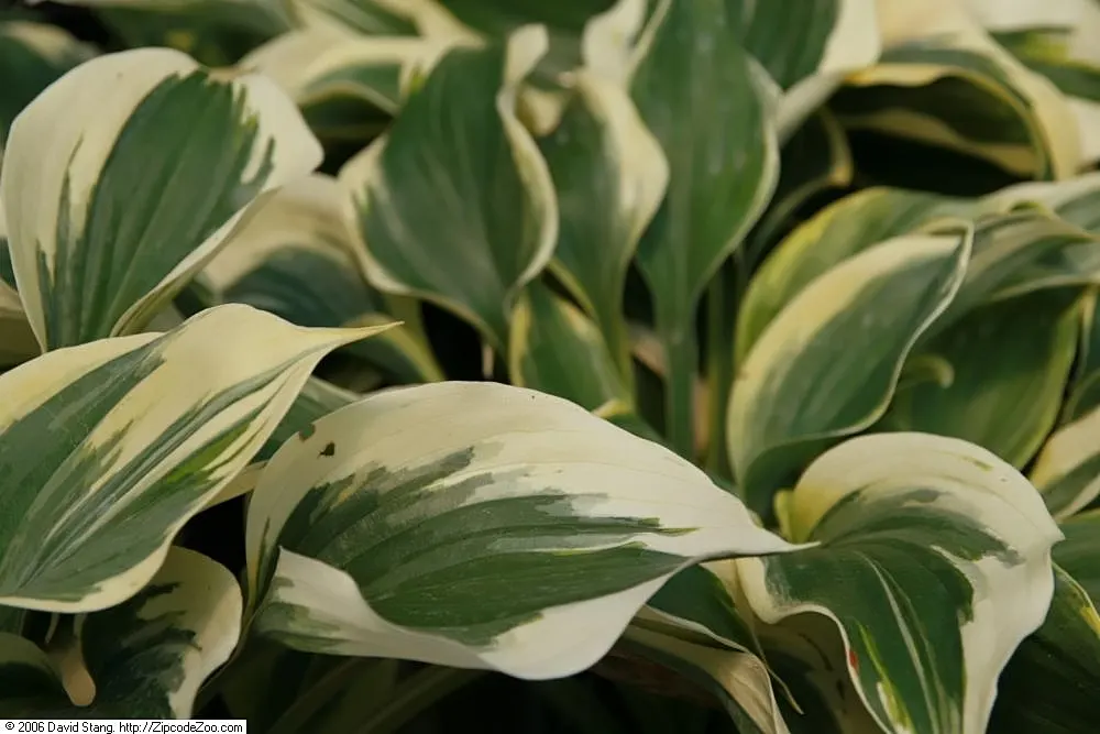 Liberty Hosta (Hosta 'Liberty') — This shade-loving plant reaches a mature size of about 26 inches in height and spreads up to 40 inches