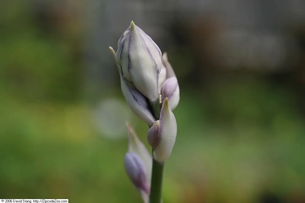 Liberty Hosta (Hosta 'Liberty') — golden-yellow margin that fades to creamy-white as the season progresses
