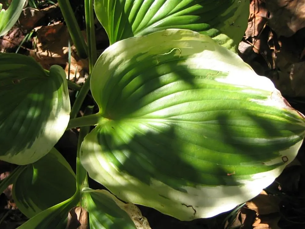 Liberty Hosta (Hosta 'Liberty') — Perfect for adding contrast to woodland gardens