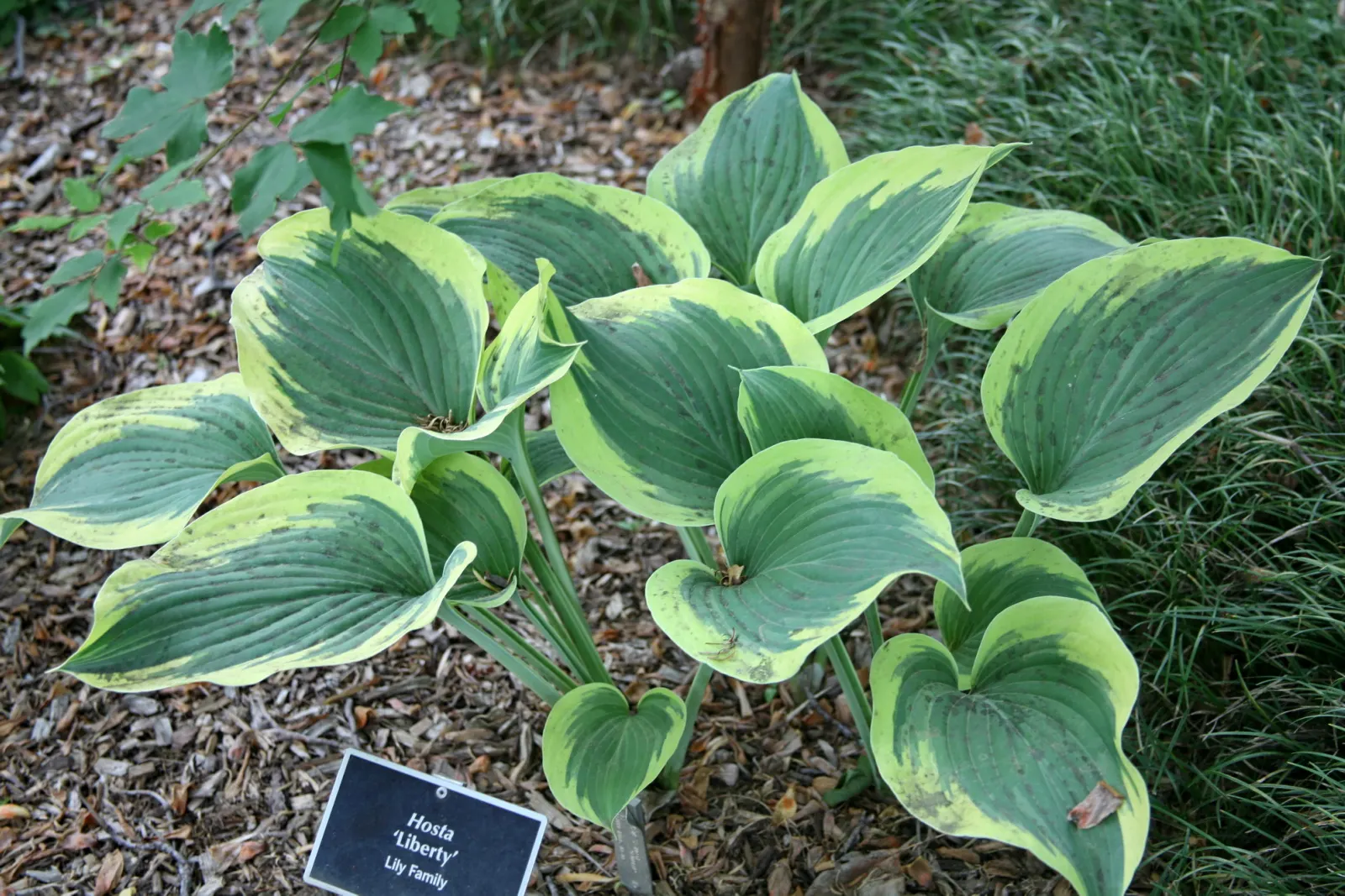 Liberty Hosta (Hosta 'Liberty') — The Hosta 'Liberty' is a captivating perennial that offers an eye-catching addition to any landscape design
