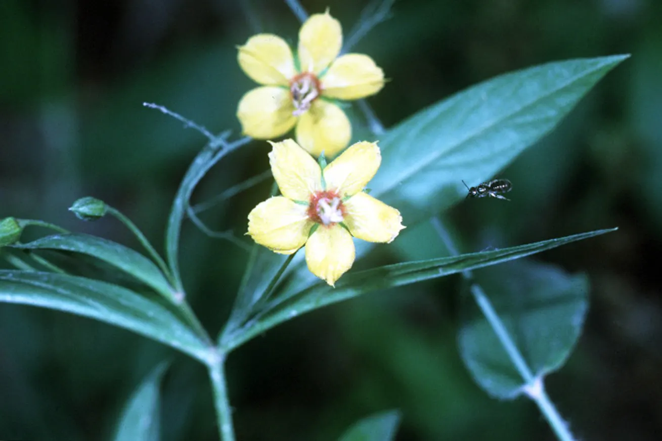 Lance-Leaved Loostrife (Lysimachia Lanceolata) — or Lance-leaved Loosestrife
