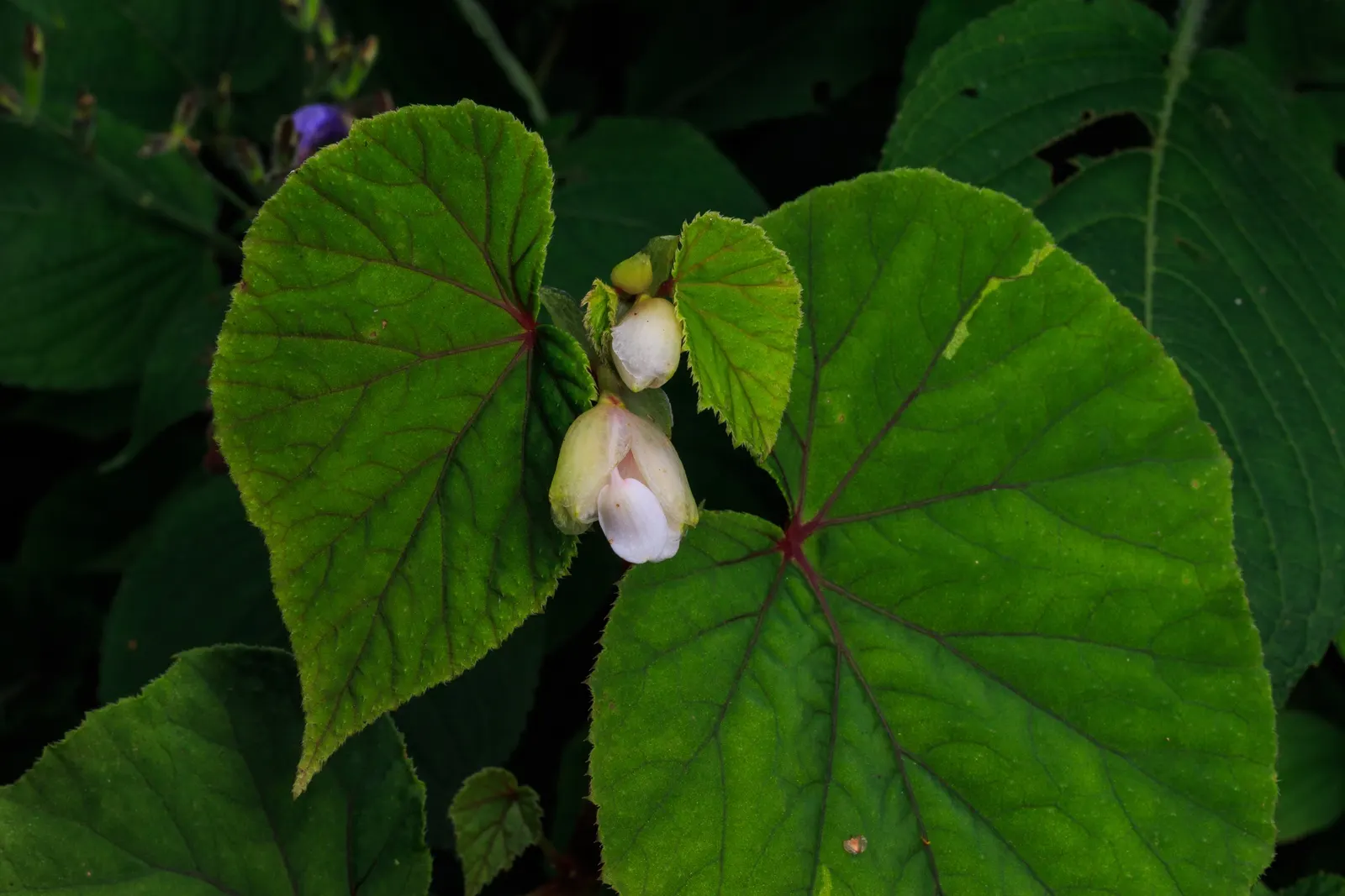 Hardy Begonia (Begonia Grandis) — scientifically named Begonia grandis