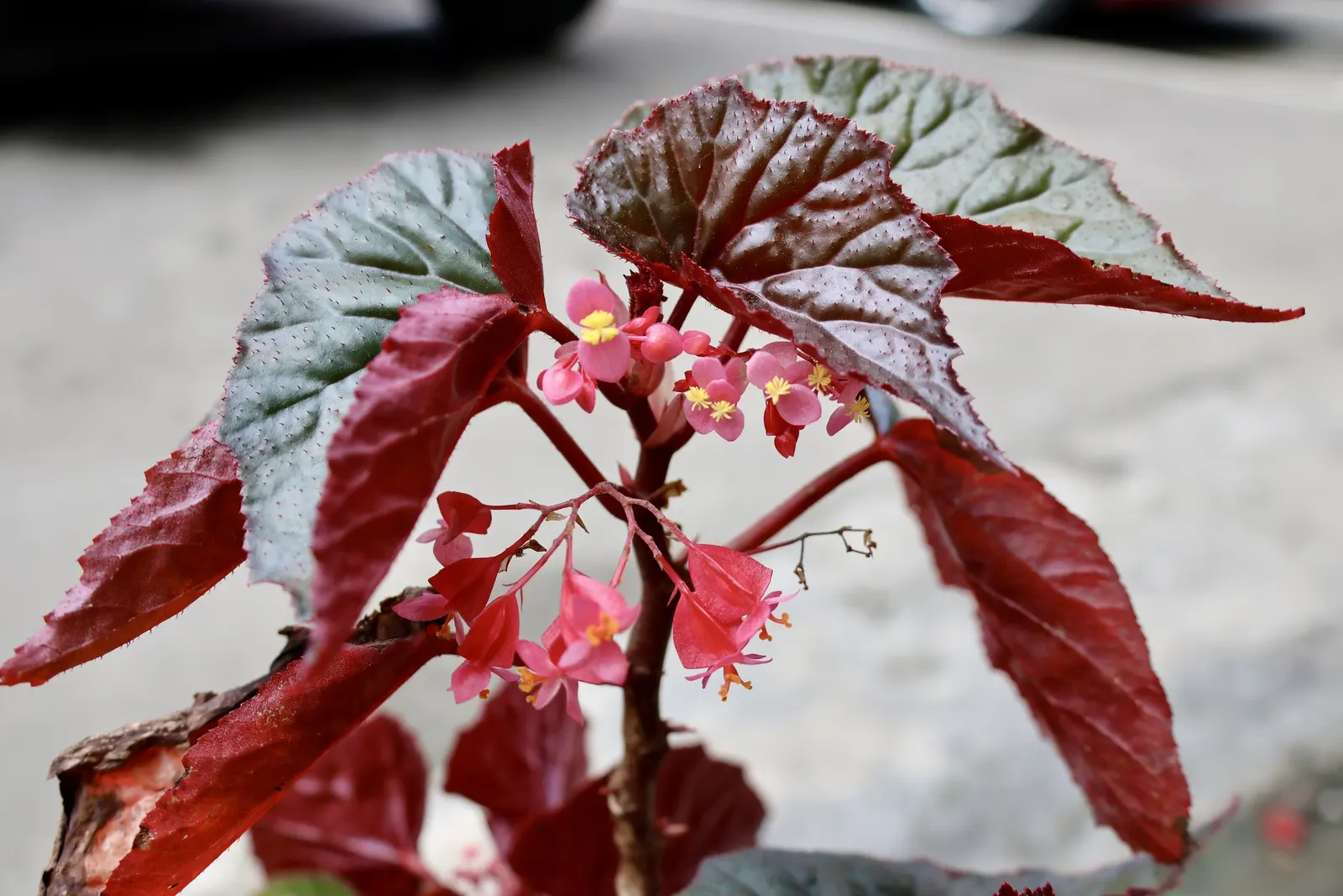 Hardy Begonia (Begonia Grandis) — During the late summer to early fall, the plant boasts clusters of delicate, pendulous flowers