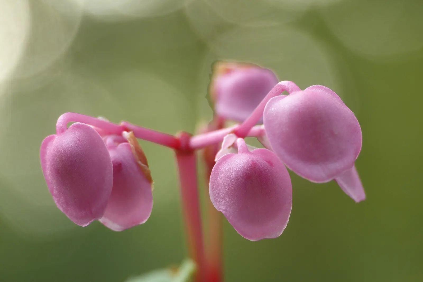 Hardy Begonia (Begonia Grandis) — which contrasts vividly against the verdant leaves; adding a two-tone effect to your design