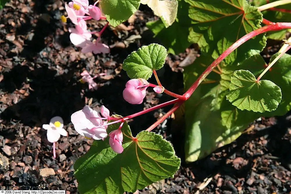 Hardy Begonia (Begonia Grandis) — it tolerates a wider range of climatic conditions than most other begonias; with a mature height of 1.5 - 2 feet and a spread