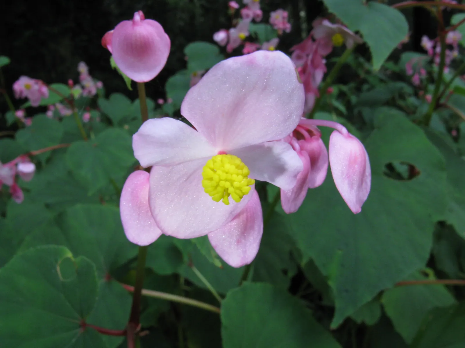 Hardy Begonia (Begonia Grandis) — The blooms exhibit a soft pink to sometimes red color