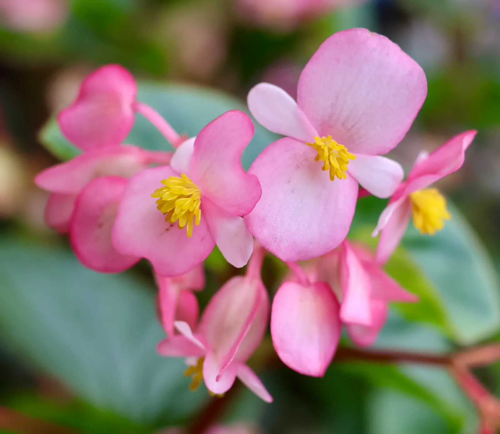 Hardy Begonia (Begonia Grandis) — It prefers part shade to full shade, protected from harsh afternoon sun that can scorch its delicate leaves; well-drained