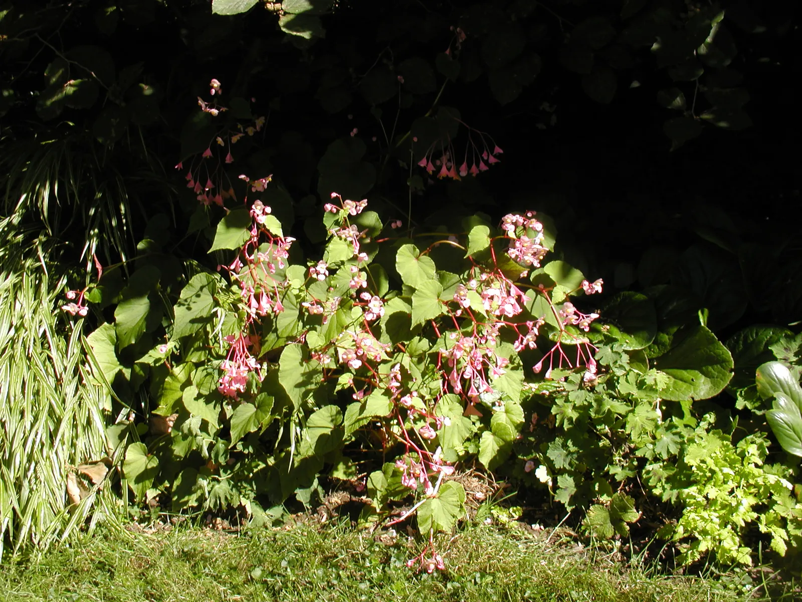 Hardy Begonia (Begonia Grandis) — attracting both visual admiration and pollinators such as bees and butterflies.<br><br>For optimal growth