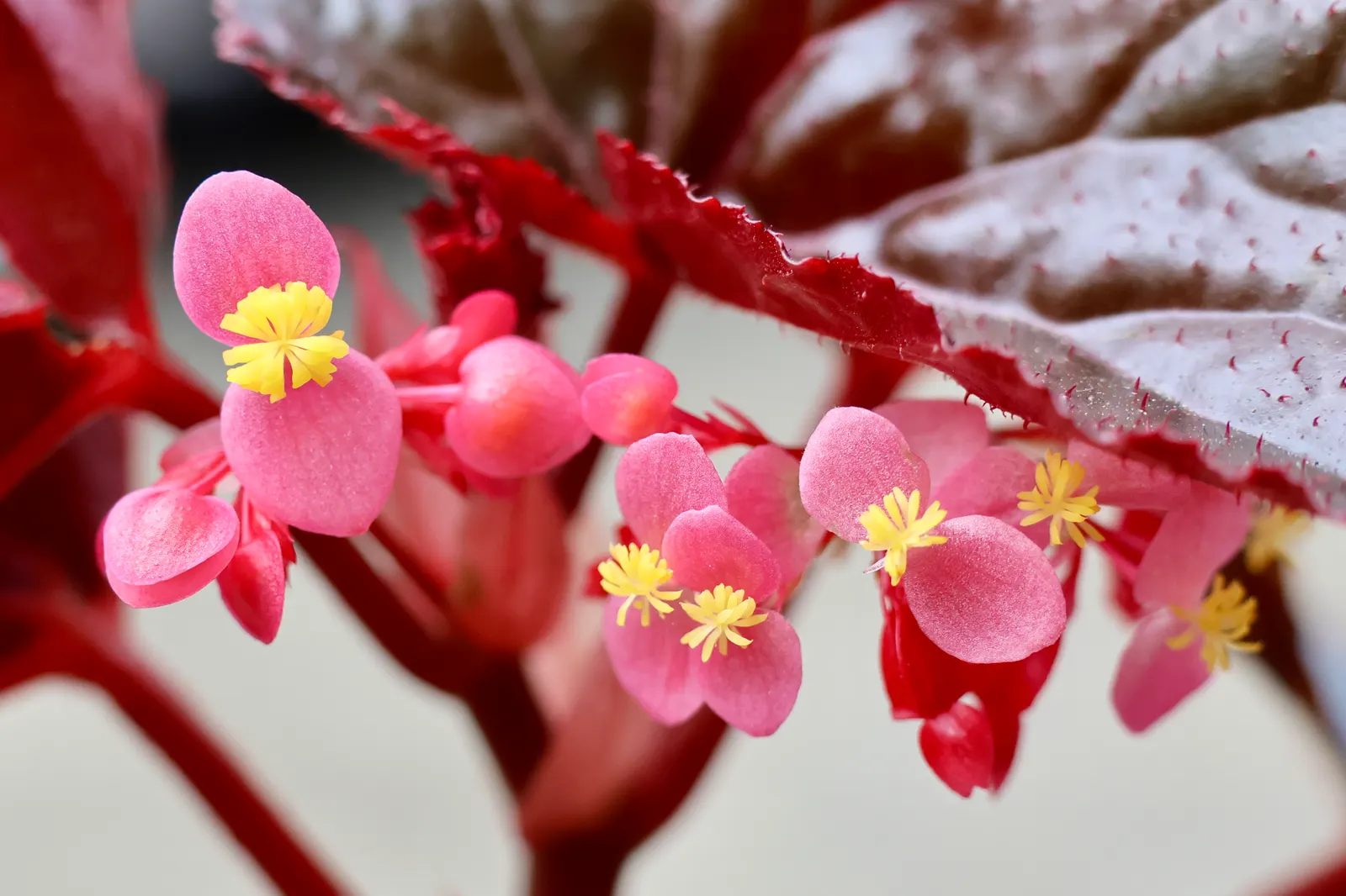 Hardy Begonia (Begonia Grandis) — it adds a soft texture and a splash of color to shaded garden spaces