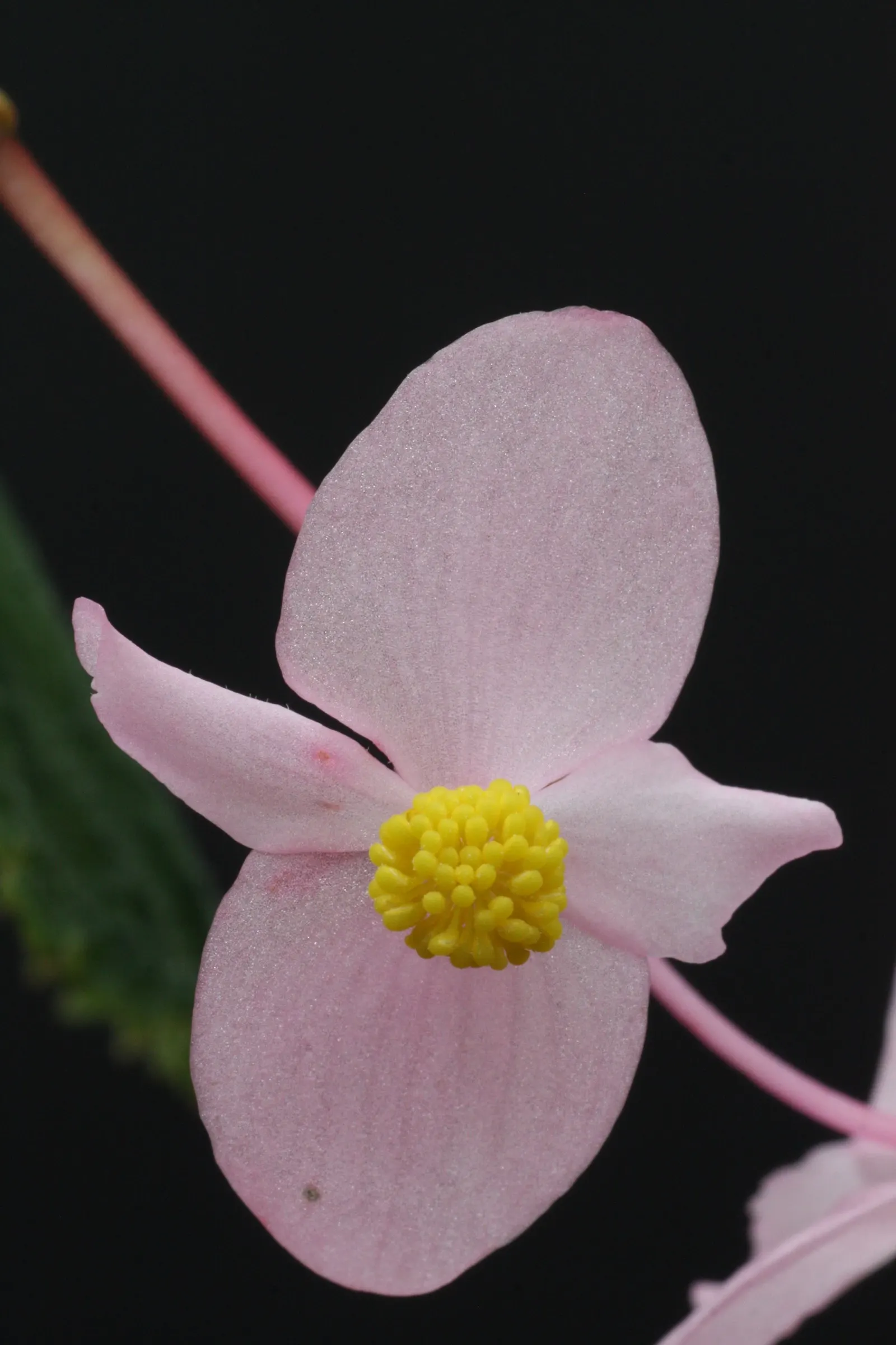 Hardy Begonia (Begonia Grandis) — attracting both visual admiration and pollinators such as bees and butterflies.<br><br>For optimal growth; it prefers part