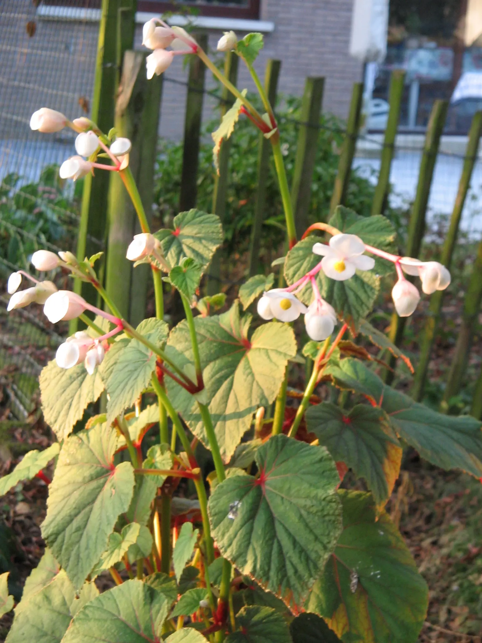 Hardy Begonia (Begonia Grandis) — Thriving in USDA hardiness zones 6 to 9; is relatively deer-resistant, image 50