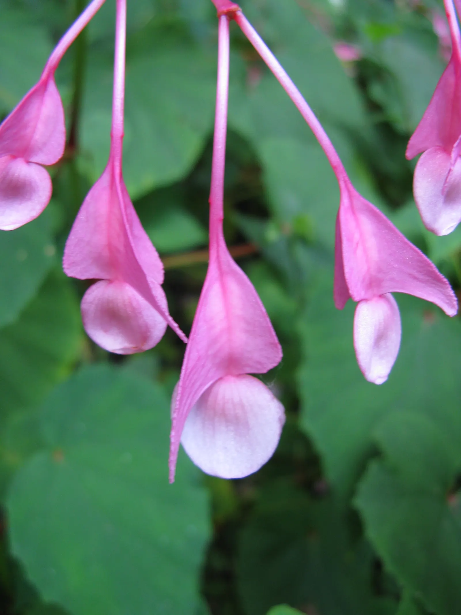 Hardy Begonia (Begonia Grandis) — well-drained soil rich in organic matter; it tolerates a wider range of climatic conditions than most other begonias