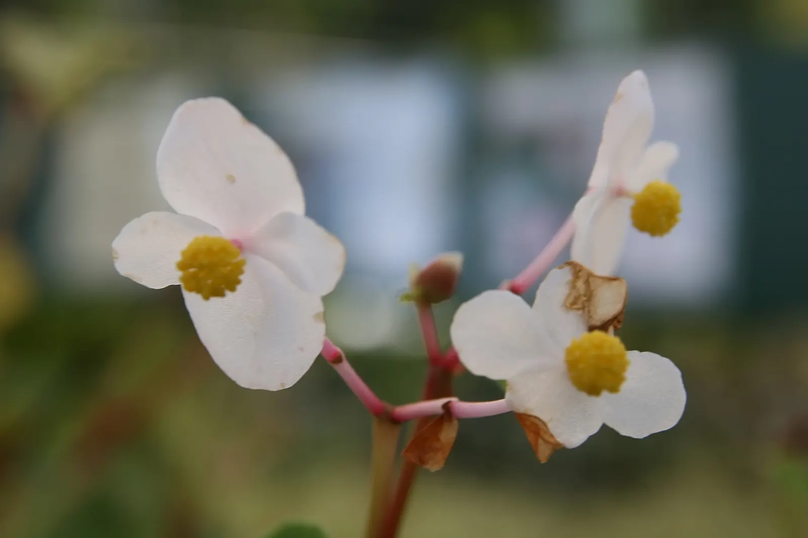 Hardy Begonia (Begonia Grandis) — adding a robust and enchanting feature to your client's garden