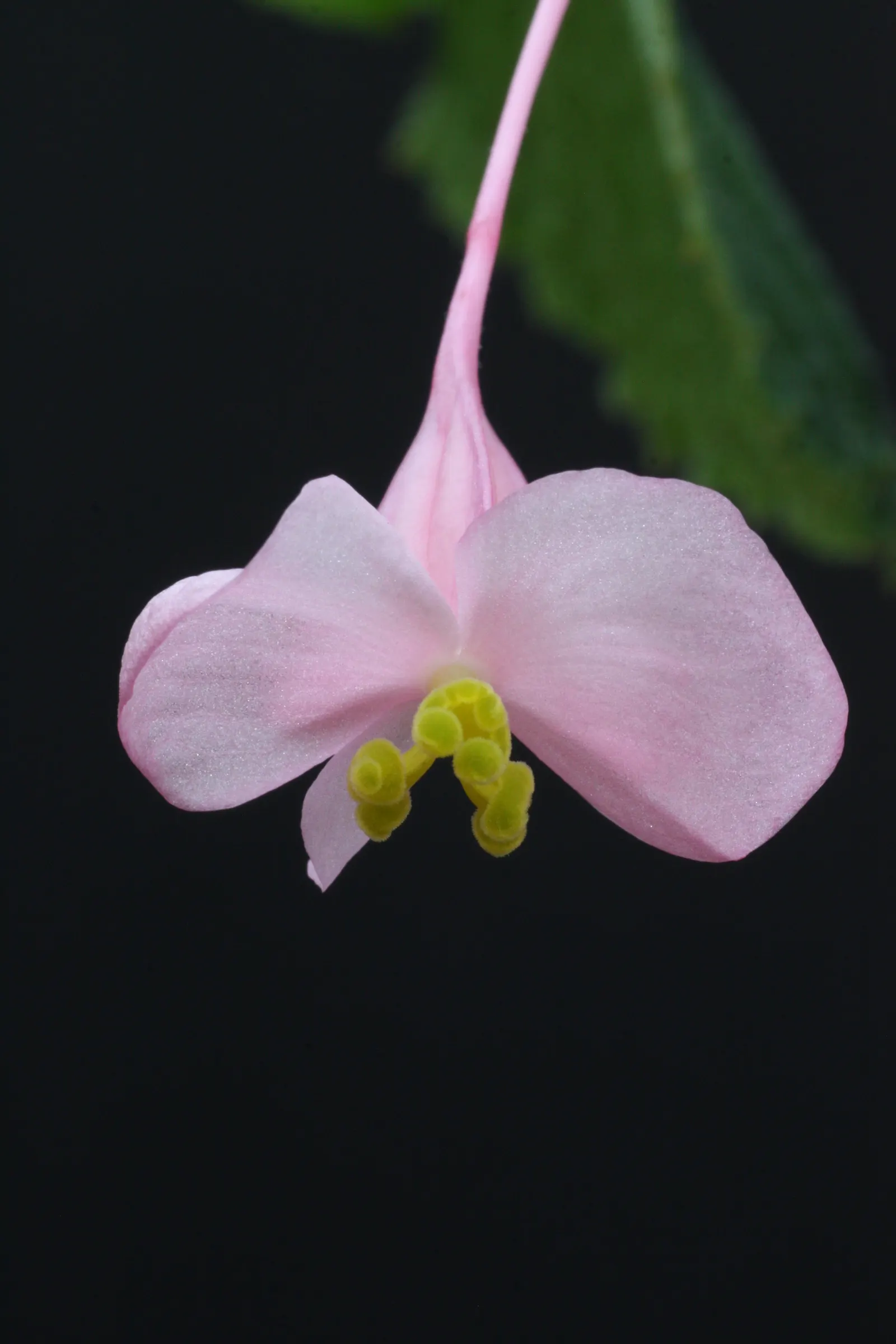 Hardy Begonia (Begonia Grandis) — adding a two-tone effect to your design