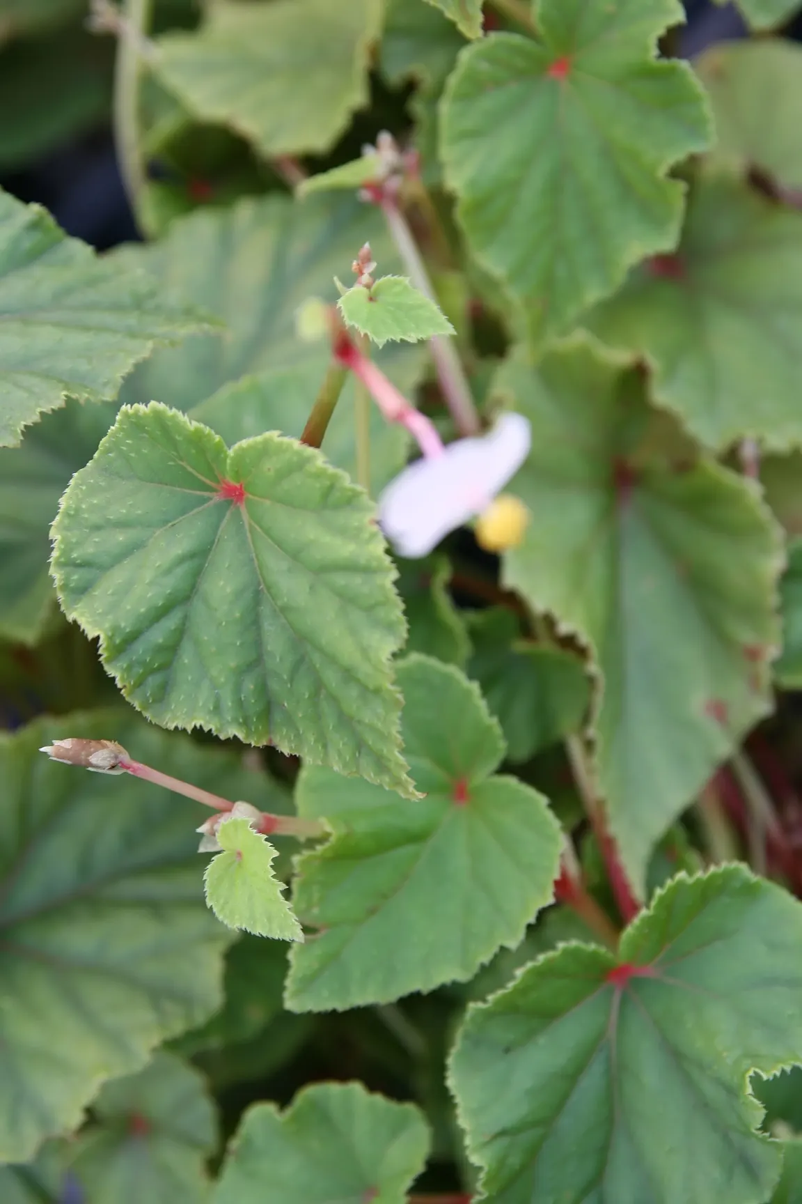 Hardy Begonia (Begonia Grandis) — It prefers part shade to full shade, protected from harsh afternoon sun that can scorch its delicate leaves