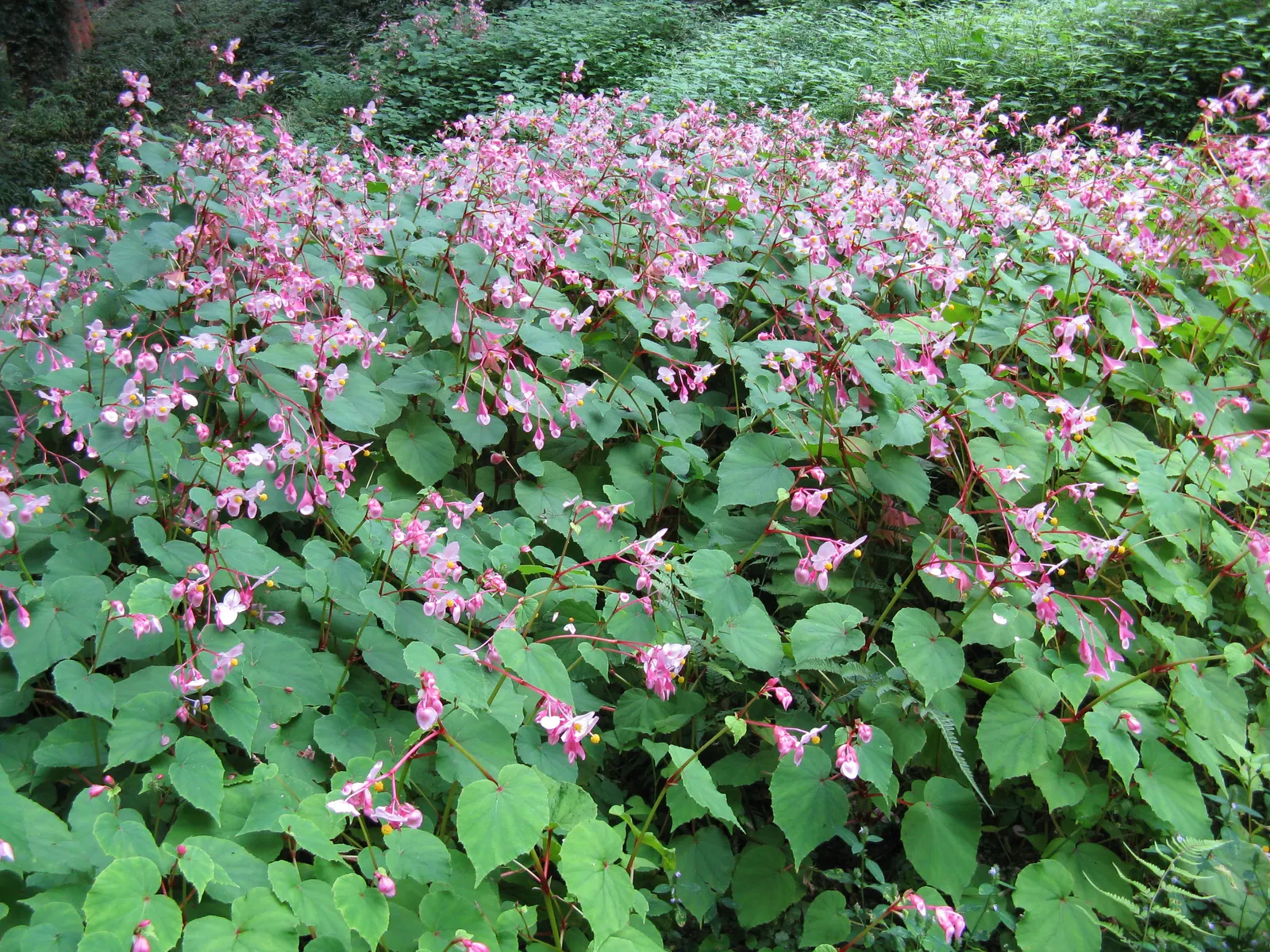 Hardy Begonia (Begonia Grandis) — perennial with pink and white blooms