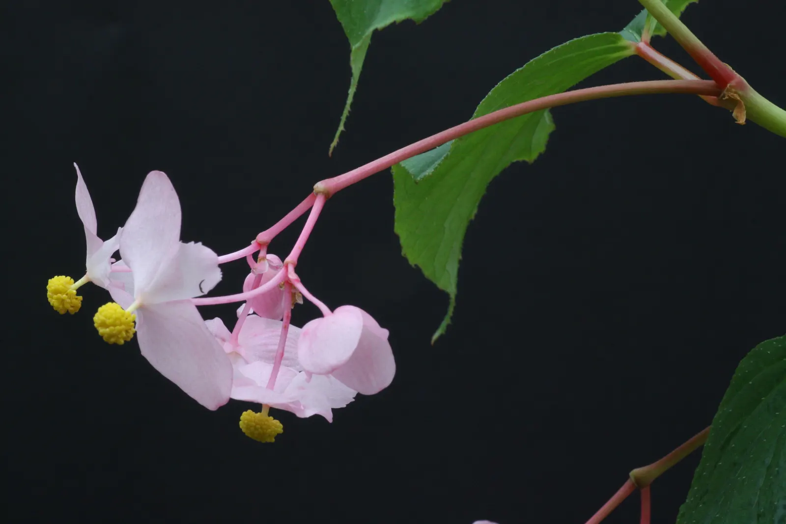 Hardy Begonia (Begonia Grandis) — it adds a soft texture and a splash of color to shaded garden spaces; and can naturalize over time