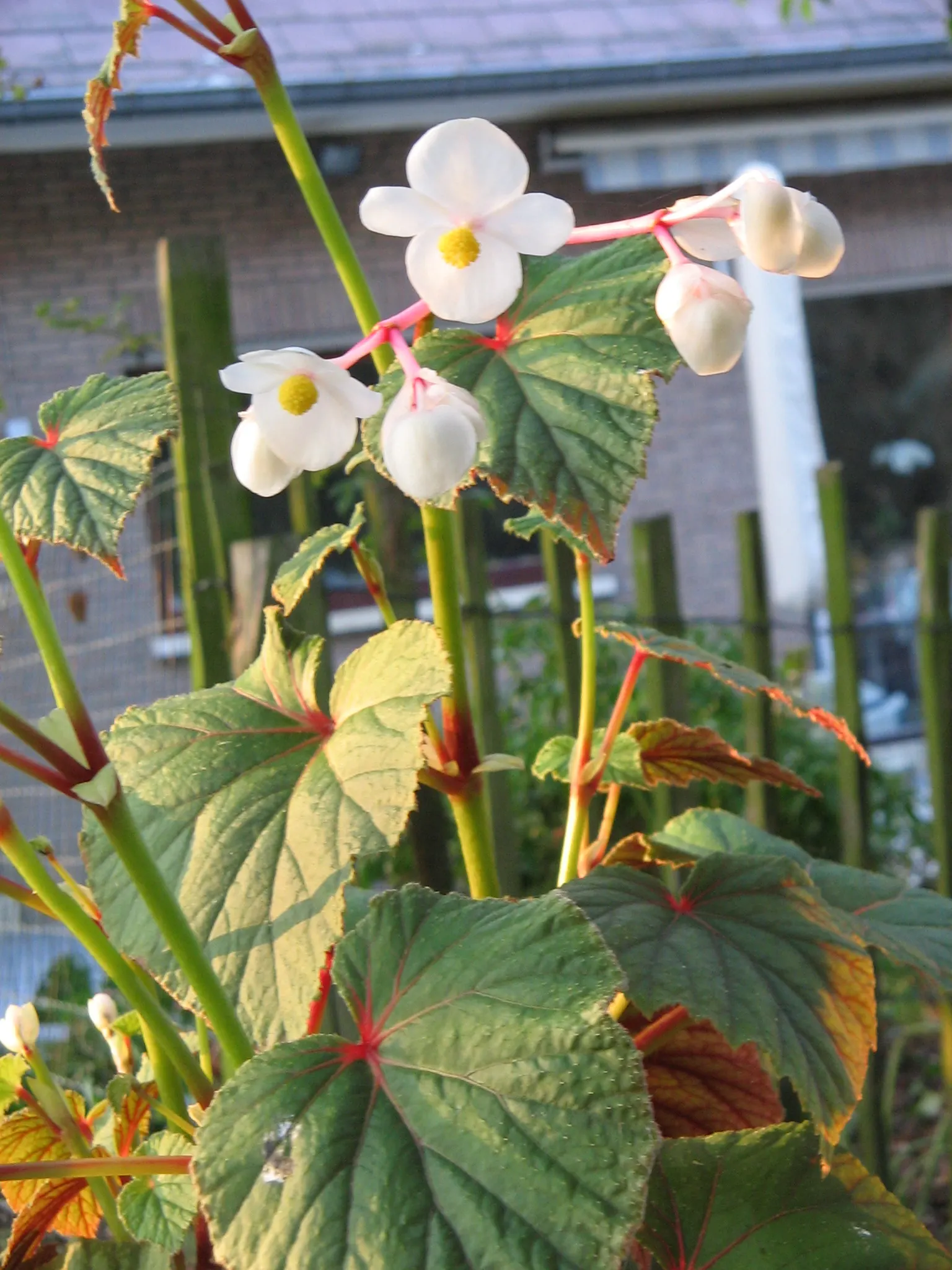 Hardy Begonia (Begonia Grandis) — adding a two-tone effect to your design; during the late summer to early fall, the plant boasts clusters of, image 52
