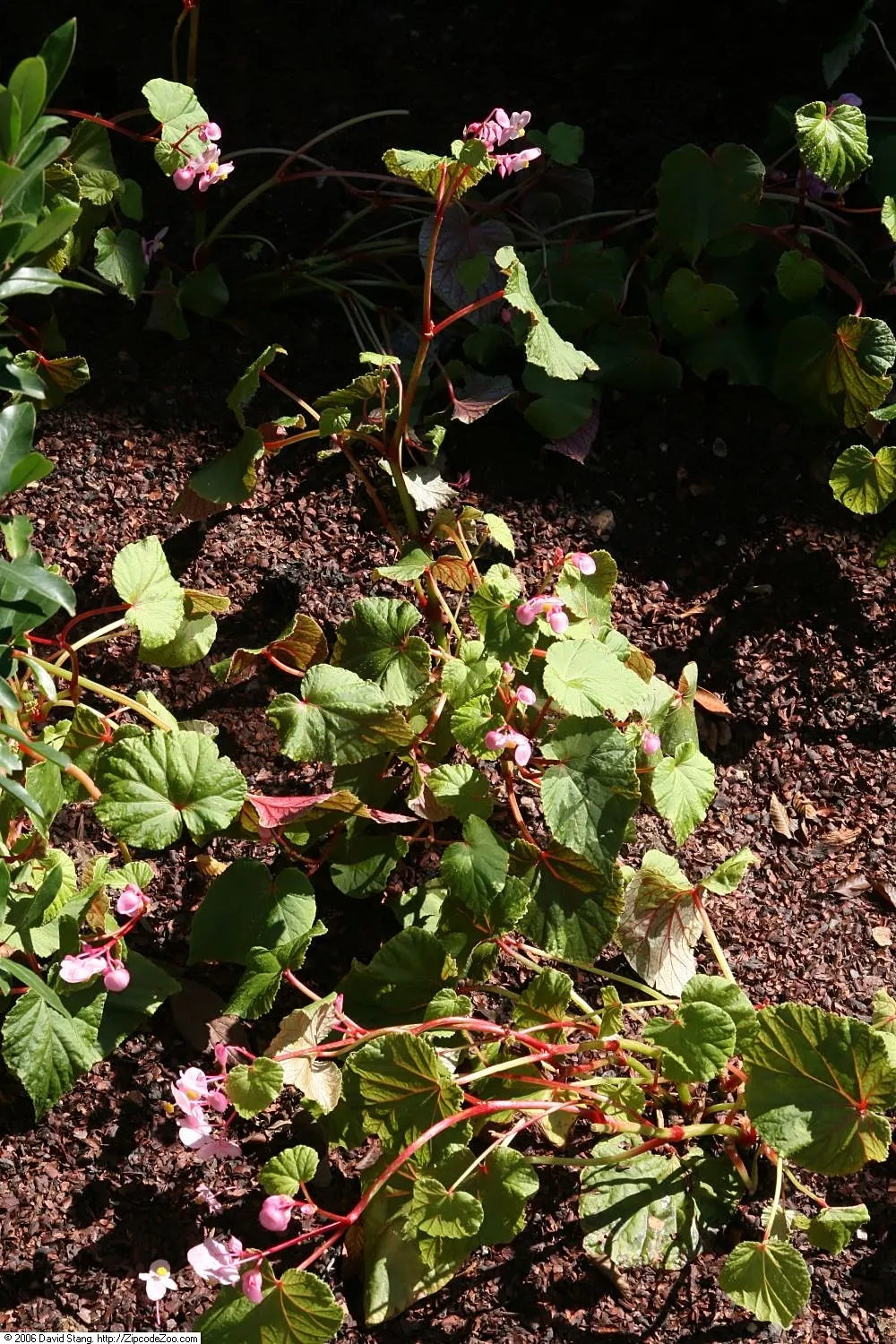 Hardy Begonia (Begonia Grandis) — With a mature height of 1.5 - 2 feet and a spread of up to 18 inches; which contrasts vividly against the verdant leaves
