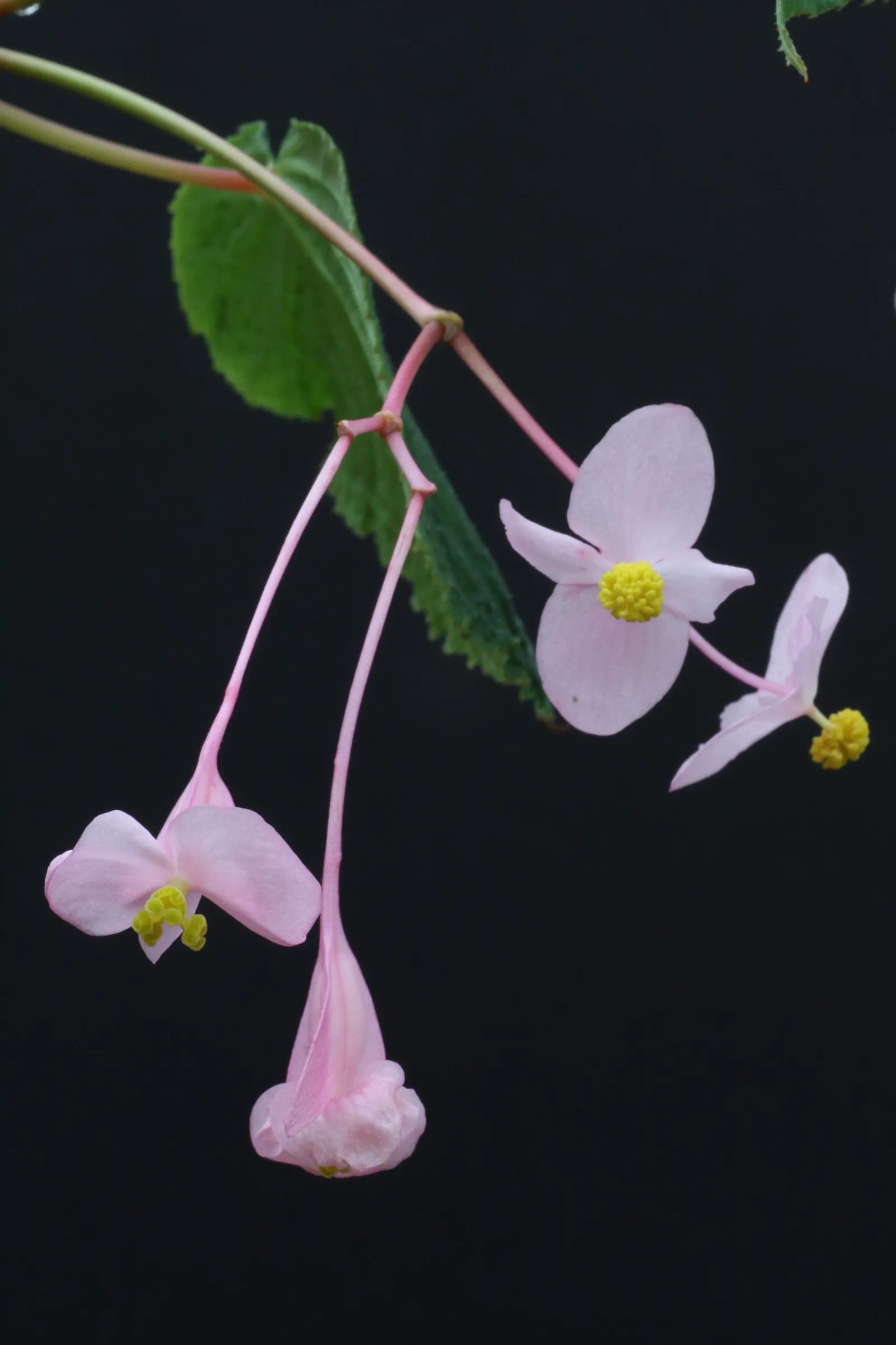 Hardy Begonia (Begonia Grandis) — is relatively deer-resistant