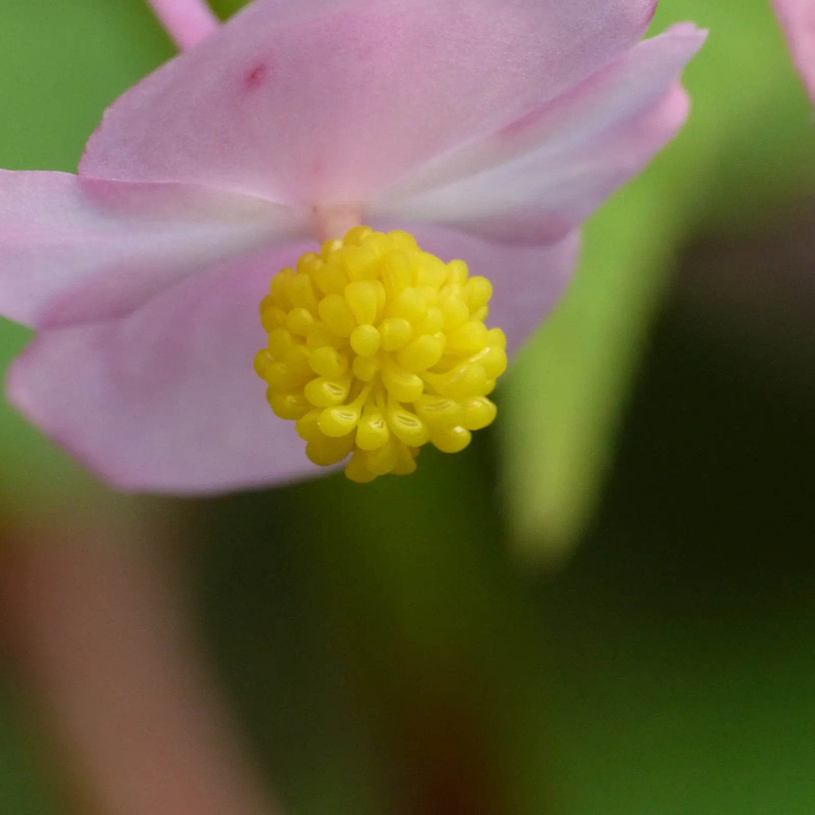 Hardy Begonia (Begonia Grandis) — plant Begonia grandis in a location with moist; perennial for half or shade