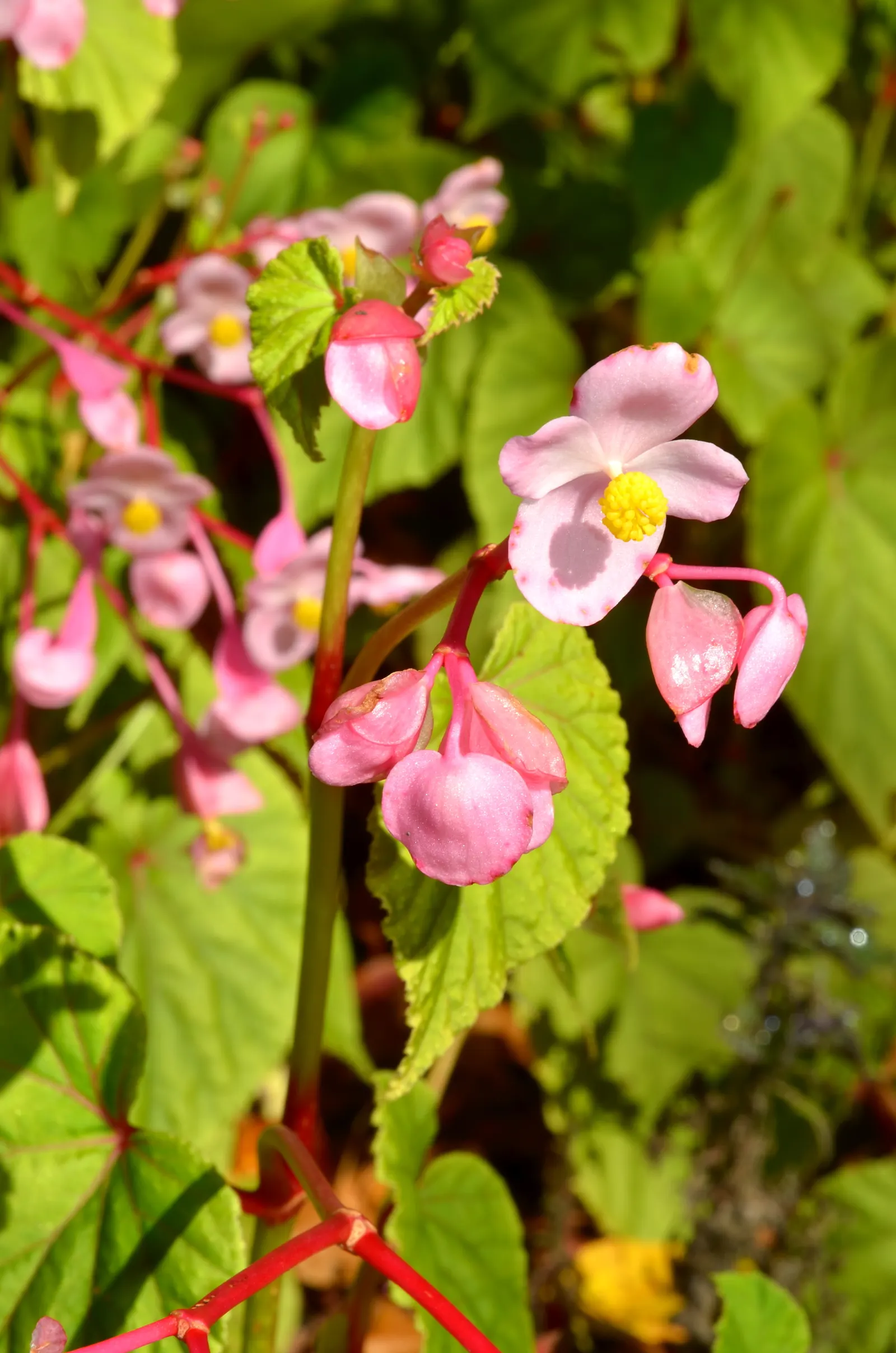 Hardy Begonia (Begonia Grandis) — pink and white flowers in the garden