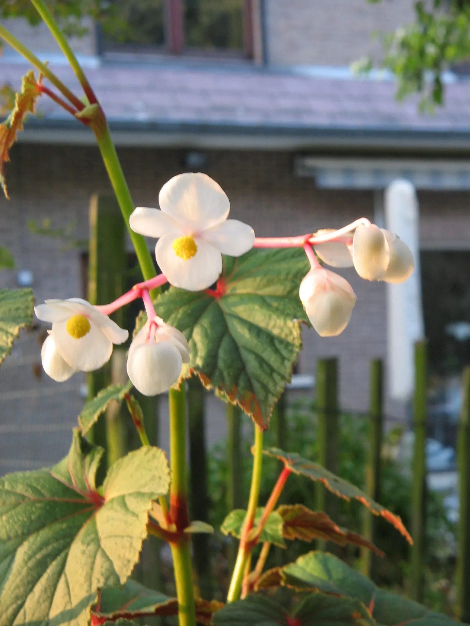 Hardy Begonia (Begonia Grandis) — With a mature height of 1.5 - 2 feet and a spread of up to 18 inches; which contrasts vividly against the verdant, image 46