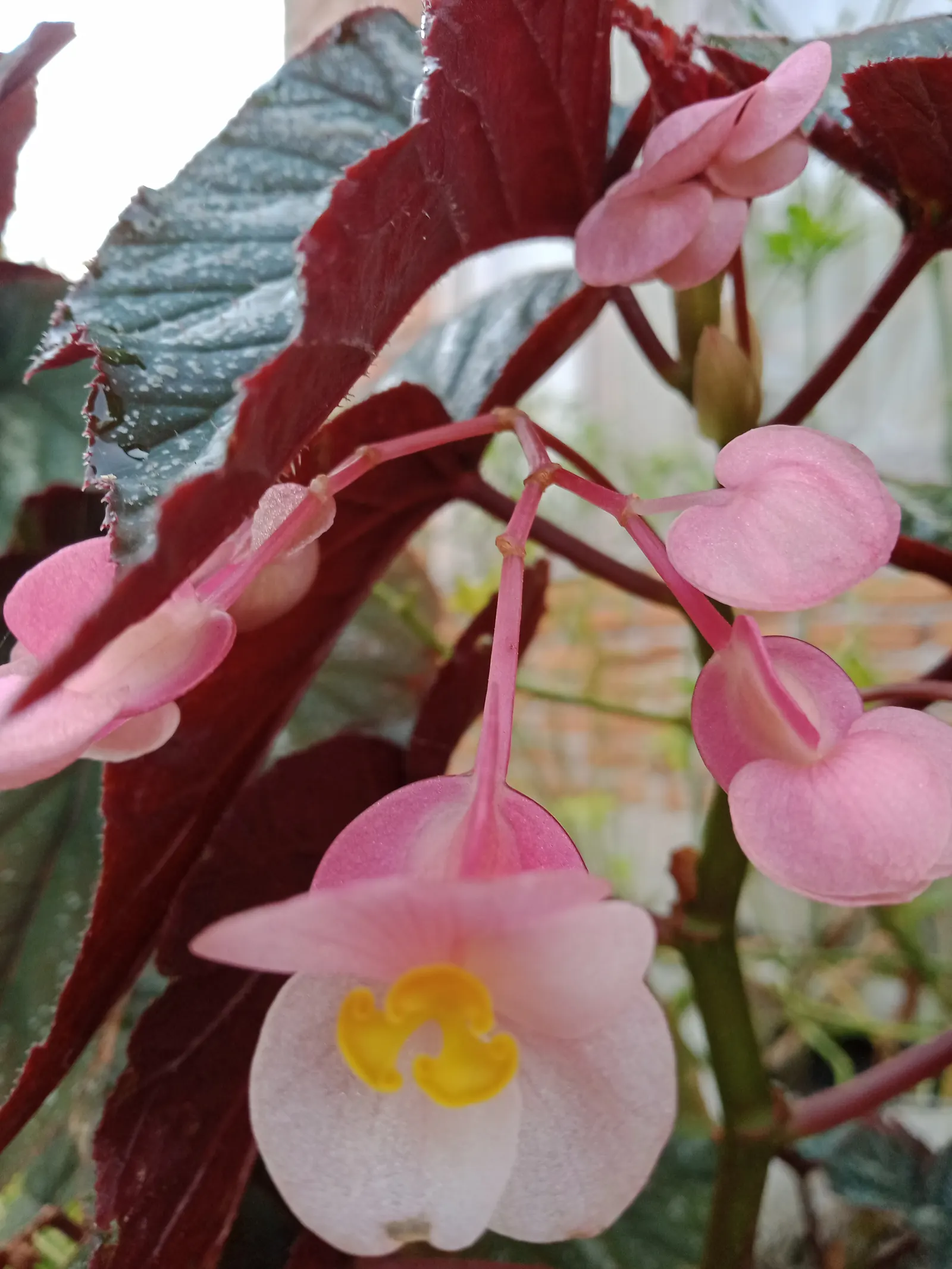 Hardy Begonia (Begonia Grandis) — which contrasts vividly against the verdant leaves; adding a two-tone effect to your design, image 55