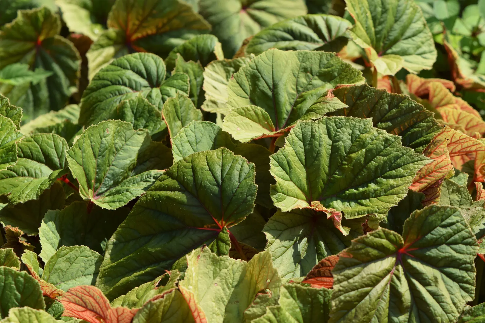 Hardy Begonia (Begonia Grandis) — it tolerates a wider range of climatic conditions than most other begonias