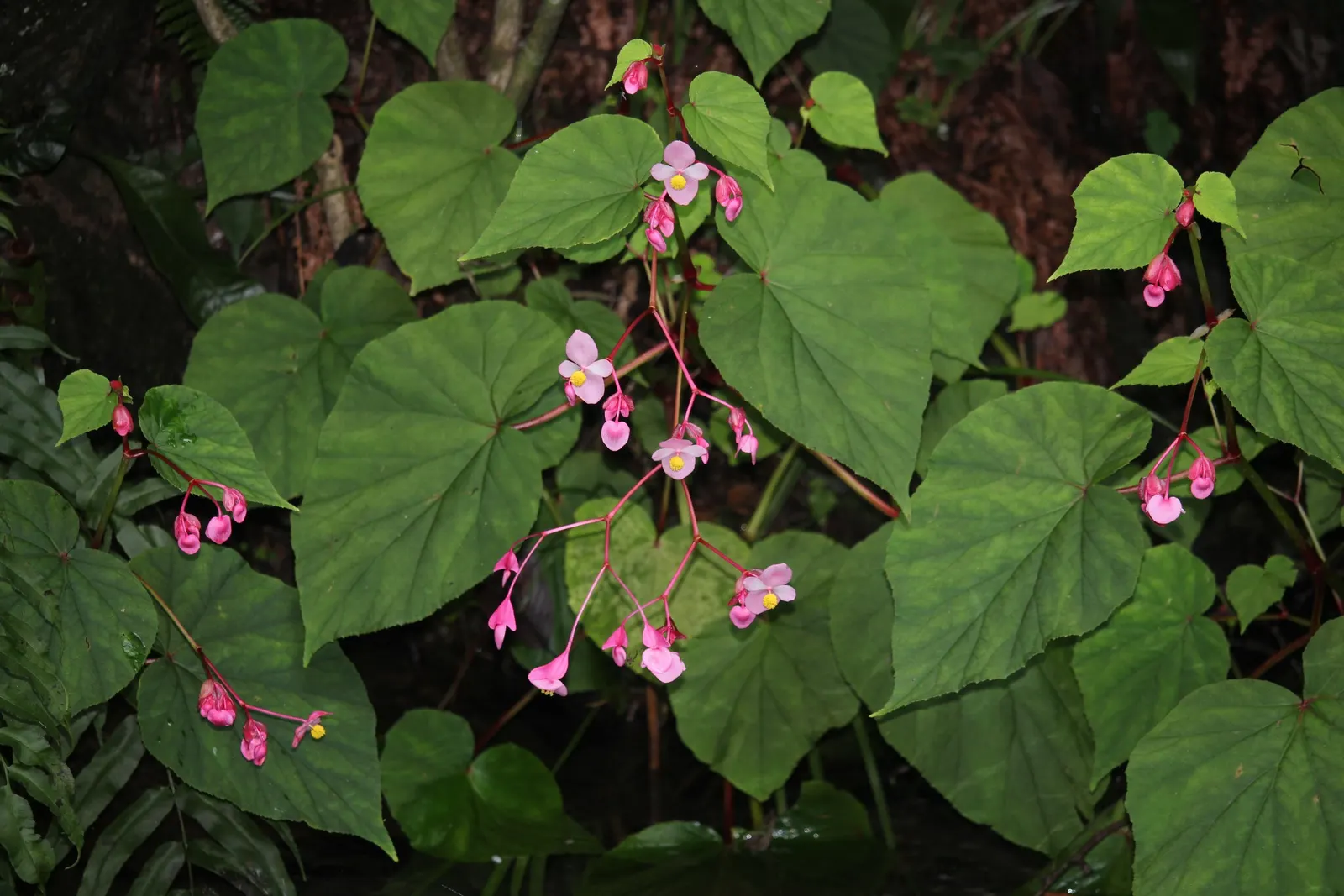 Hardy Begonia (Begonia Grandis) — plant Begonia grandis in a location with moist