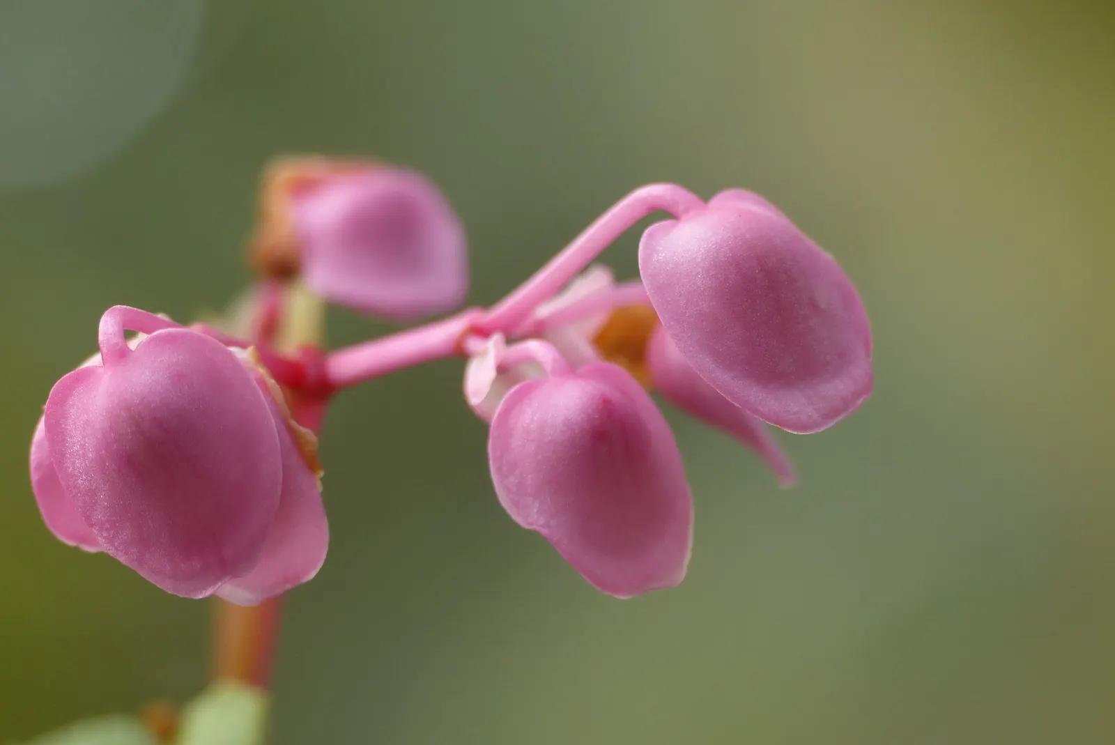 Hardy Begonia (Begonia Grandis) — which contrasts vividly against the verdant leaves