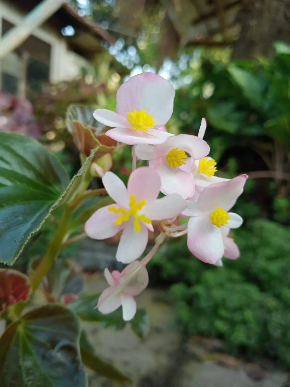 Hardy Begonia (Begonia Grandis) — the Hardy Begonia requires minimal maintenance