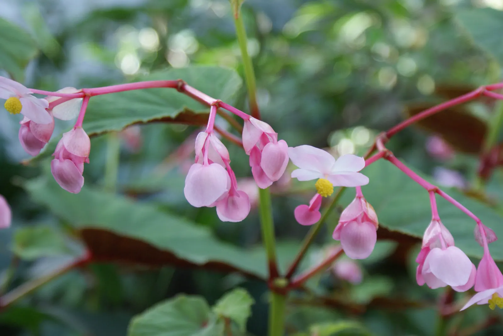Hardy Begonia (Begonia Grandis) — The blooms exhibit a soft pink to sometimes red color; the Hardy Begonia, Begonia grandis, is a perennial plant that thrives