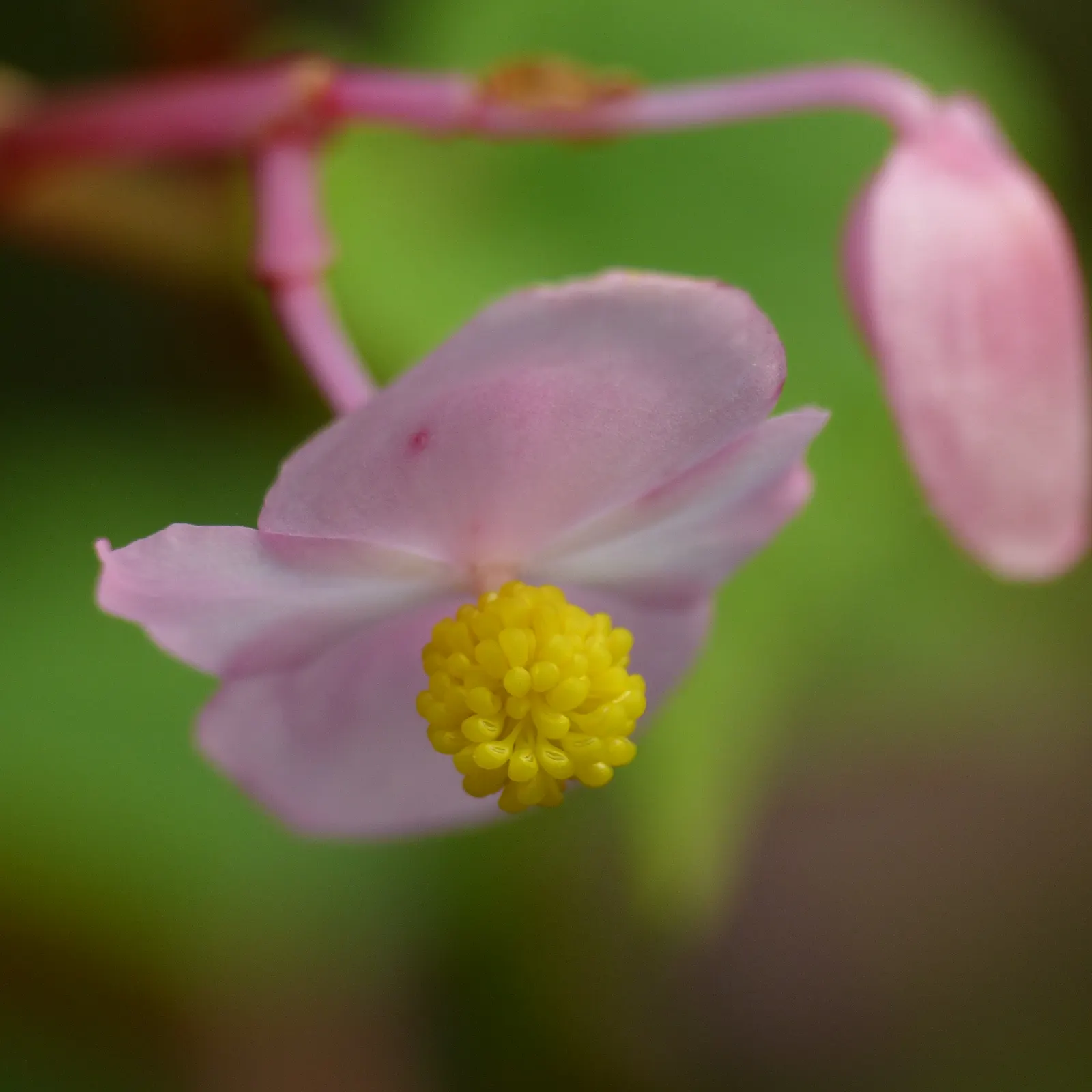 Hardy Begonia (Begonia Grandis) — With a mature height of 1.5 - 2 feet and a spread of up to 18 inches
