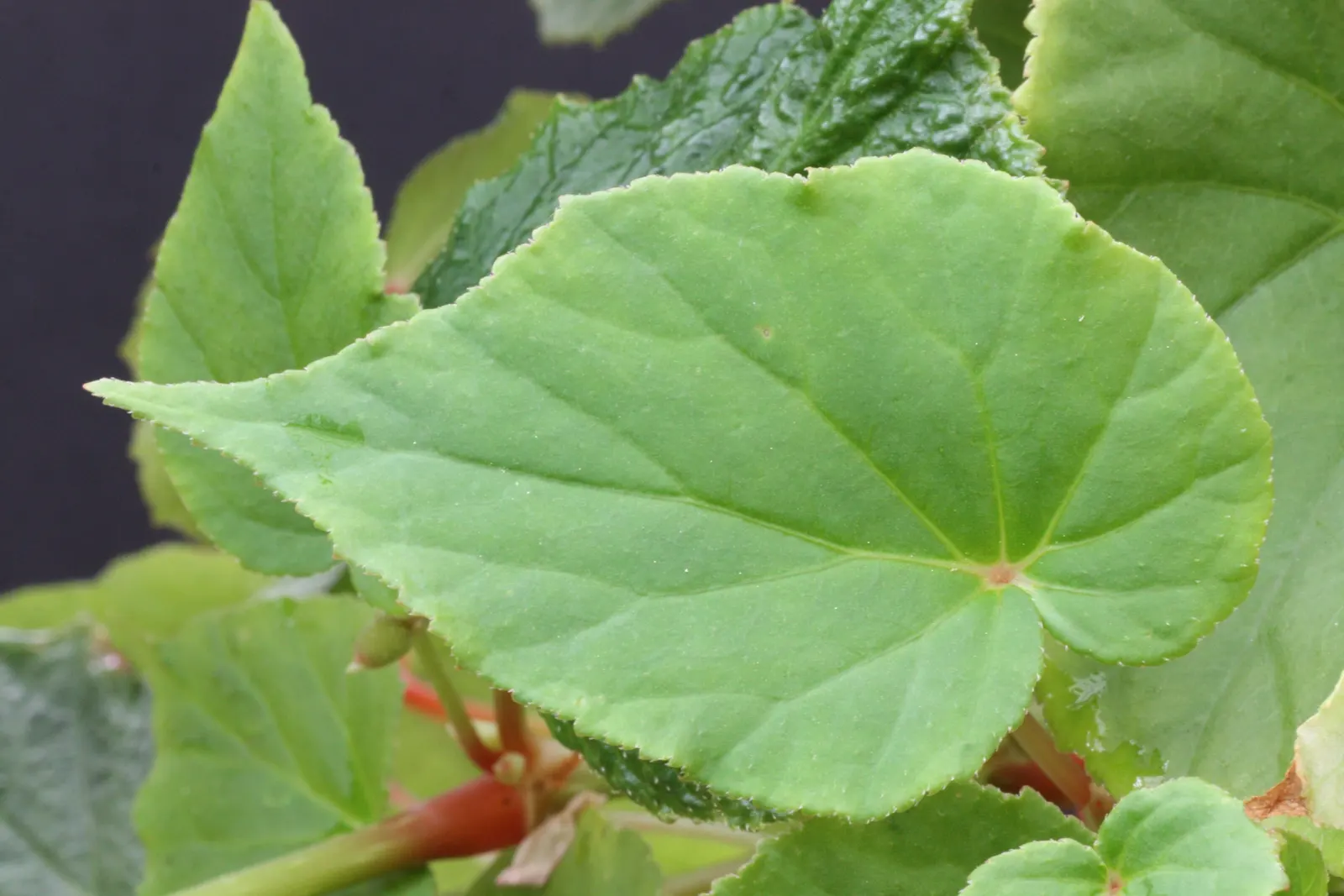 Hardy Begonia (Begonia Grandis) — adding a two-tone effect to your design; during the late summer to early fall, the plant boasts clusters of delicate