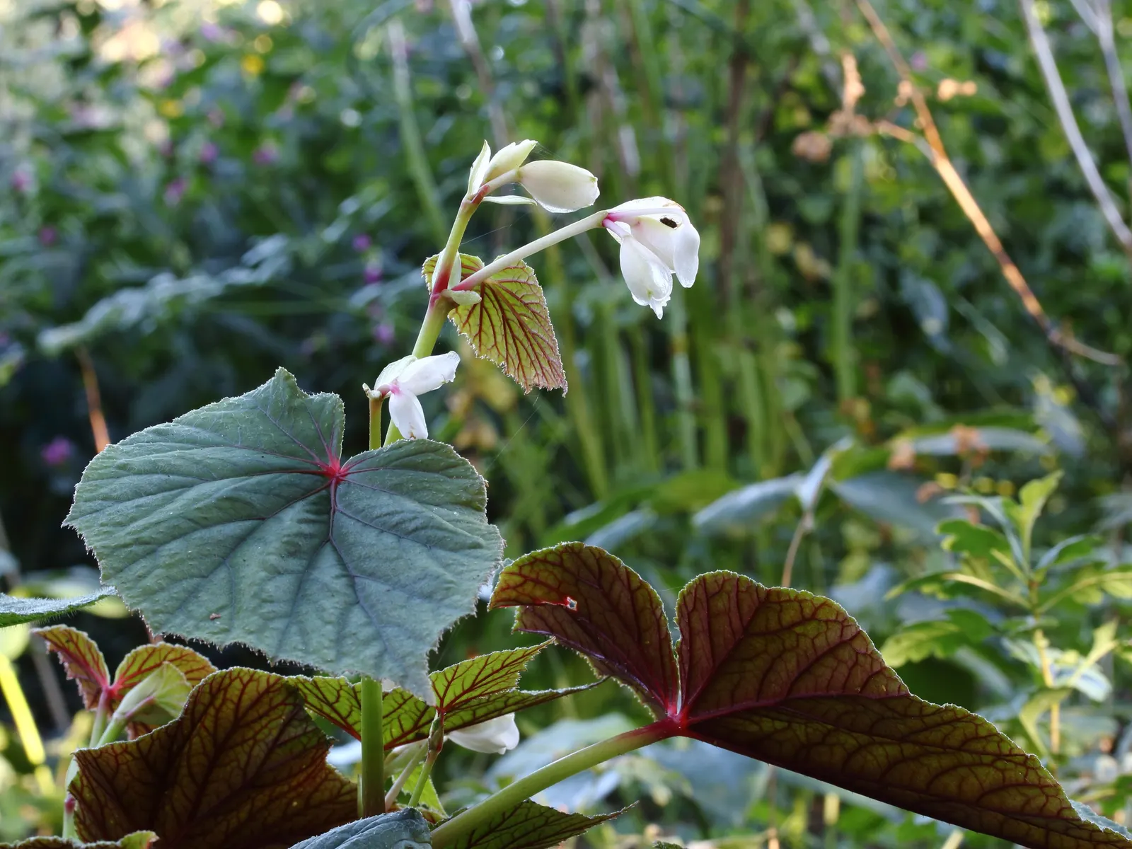 Hardy Begonia (Begonia Grandis) — and can naturalize over time