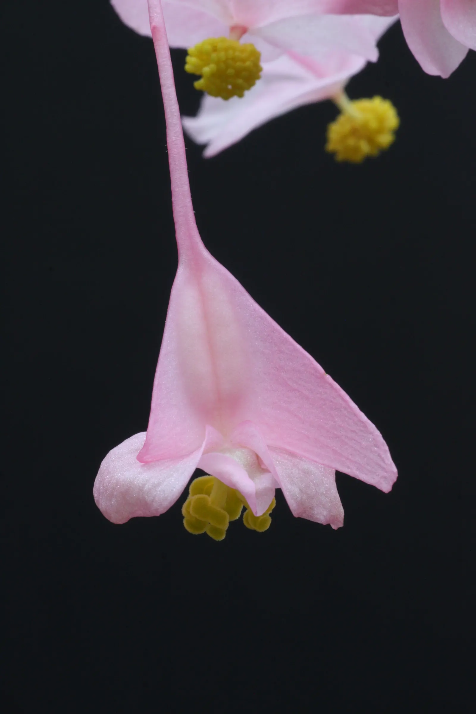 Hardy Begonia (Begonia Grandis) — well-drained soil rich in organic matter