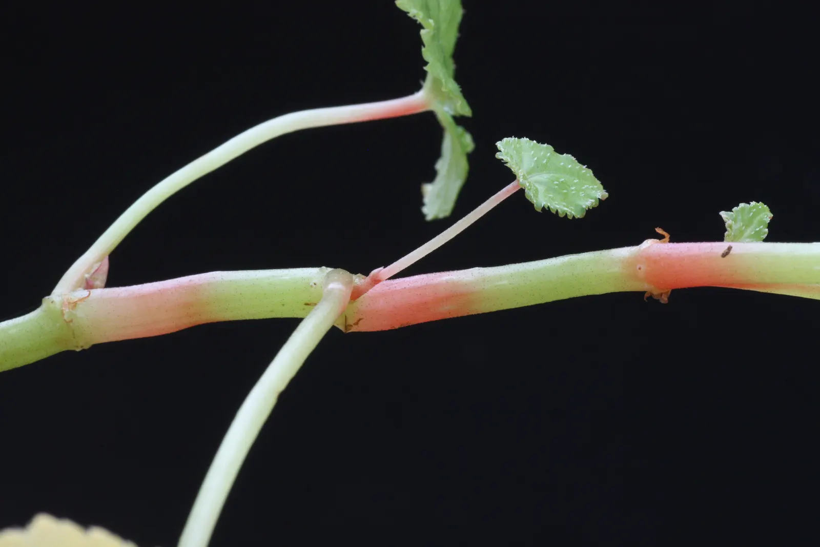 Hardy Begonia (Begonia Grandis) — perennial for half or shade; adding a robust and enchanting feature to your client's garden