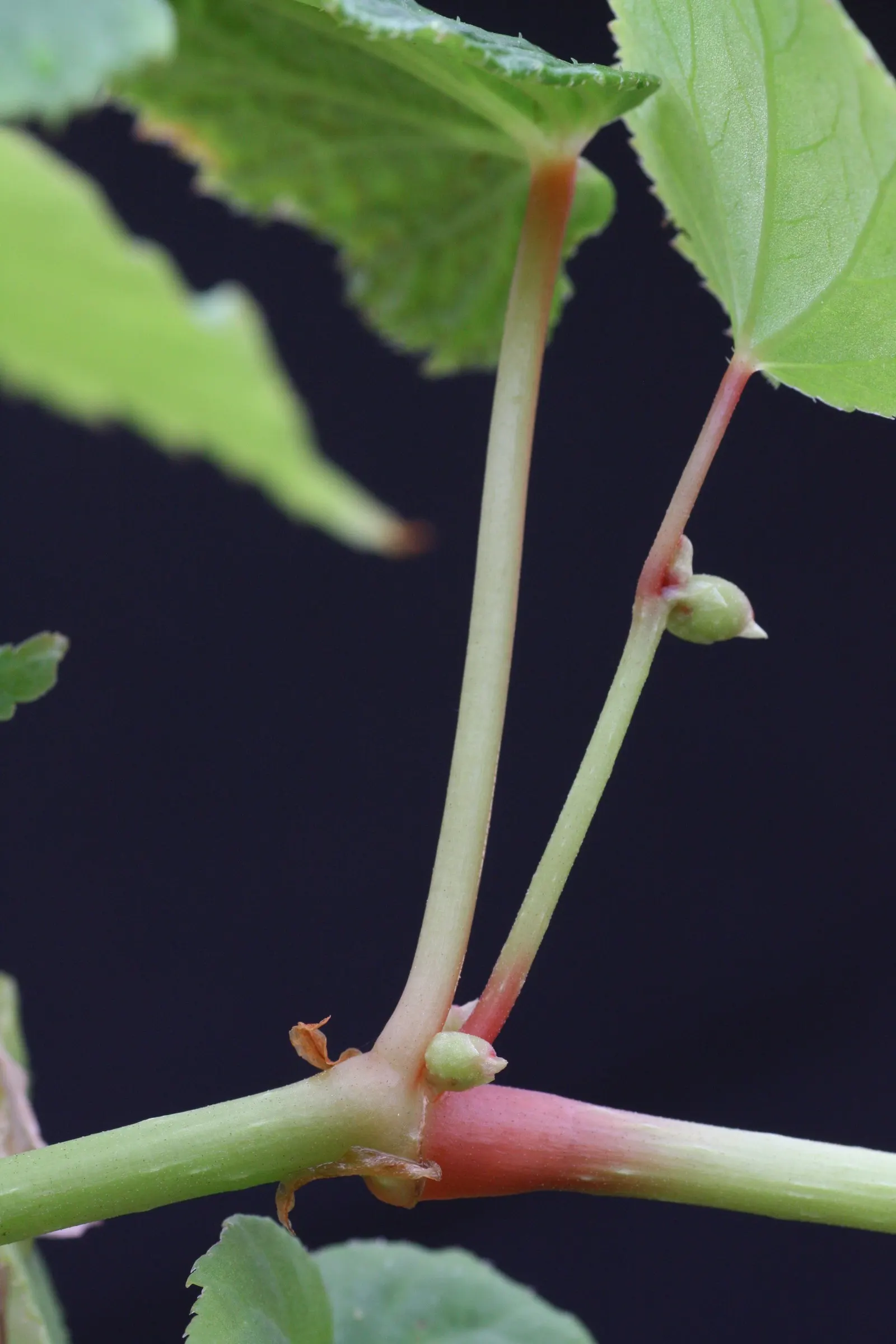 Hardy Begonia (Begonia Grandis) — perennial with pink and white blooms; attracting both visual admiration and pollinators such as bees and