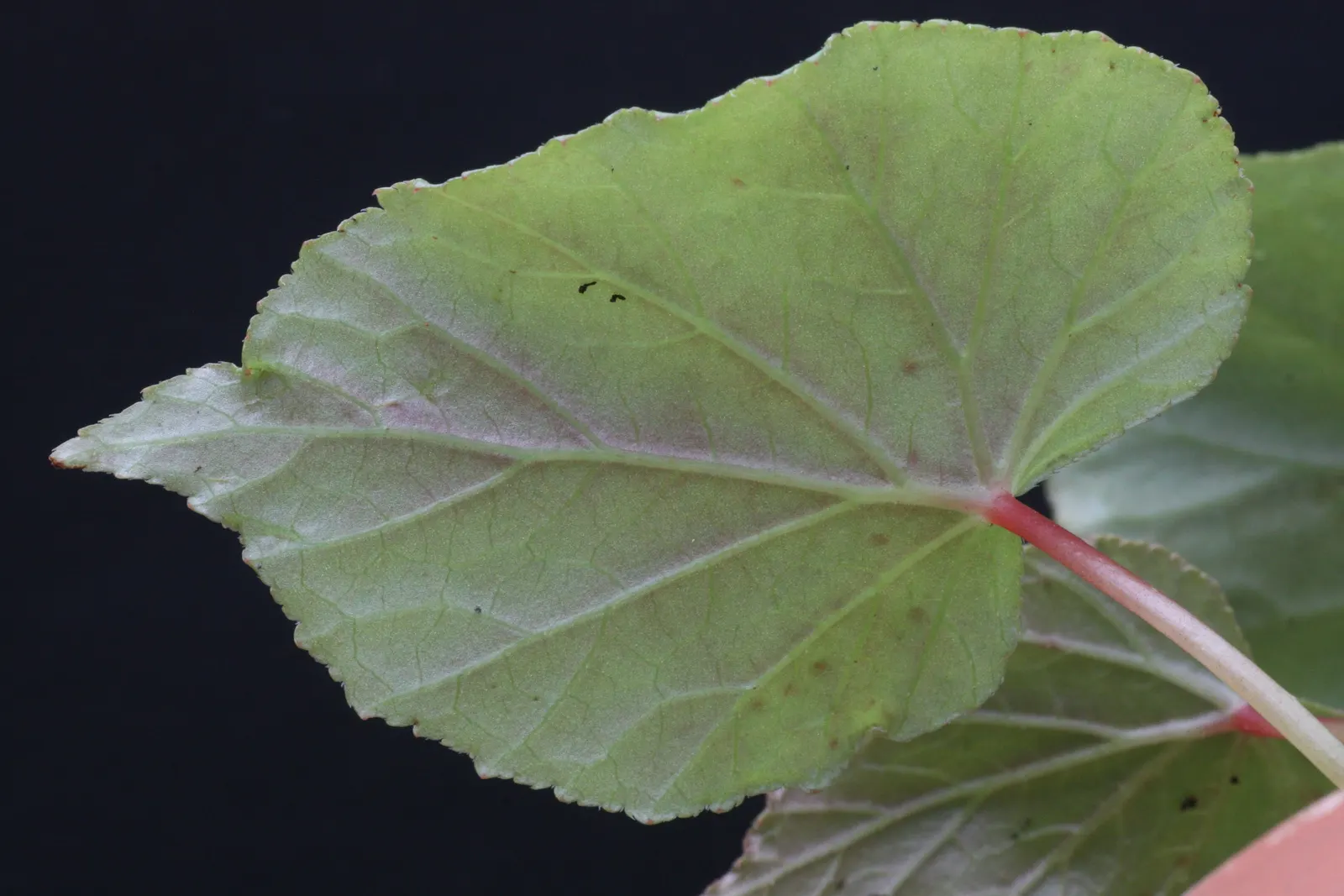 Hardy Begonia (Begonia Grandis) — perennial for half or shade