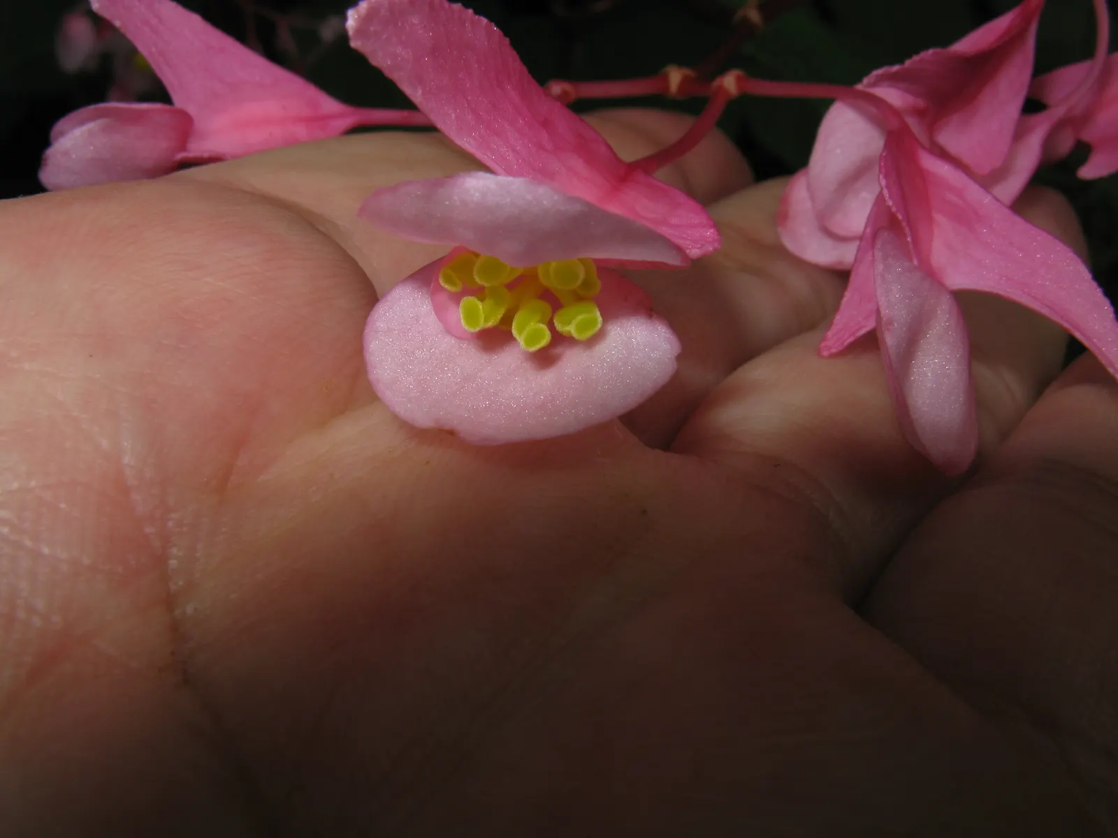 Hardy Begonia (Begonia Grandis) — The Hardy Begonia, Begonia grandis, is a perennial plant that thrives in the shade