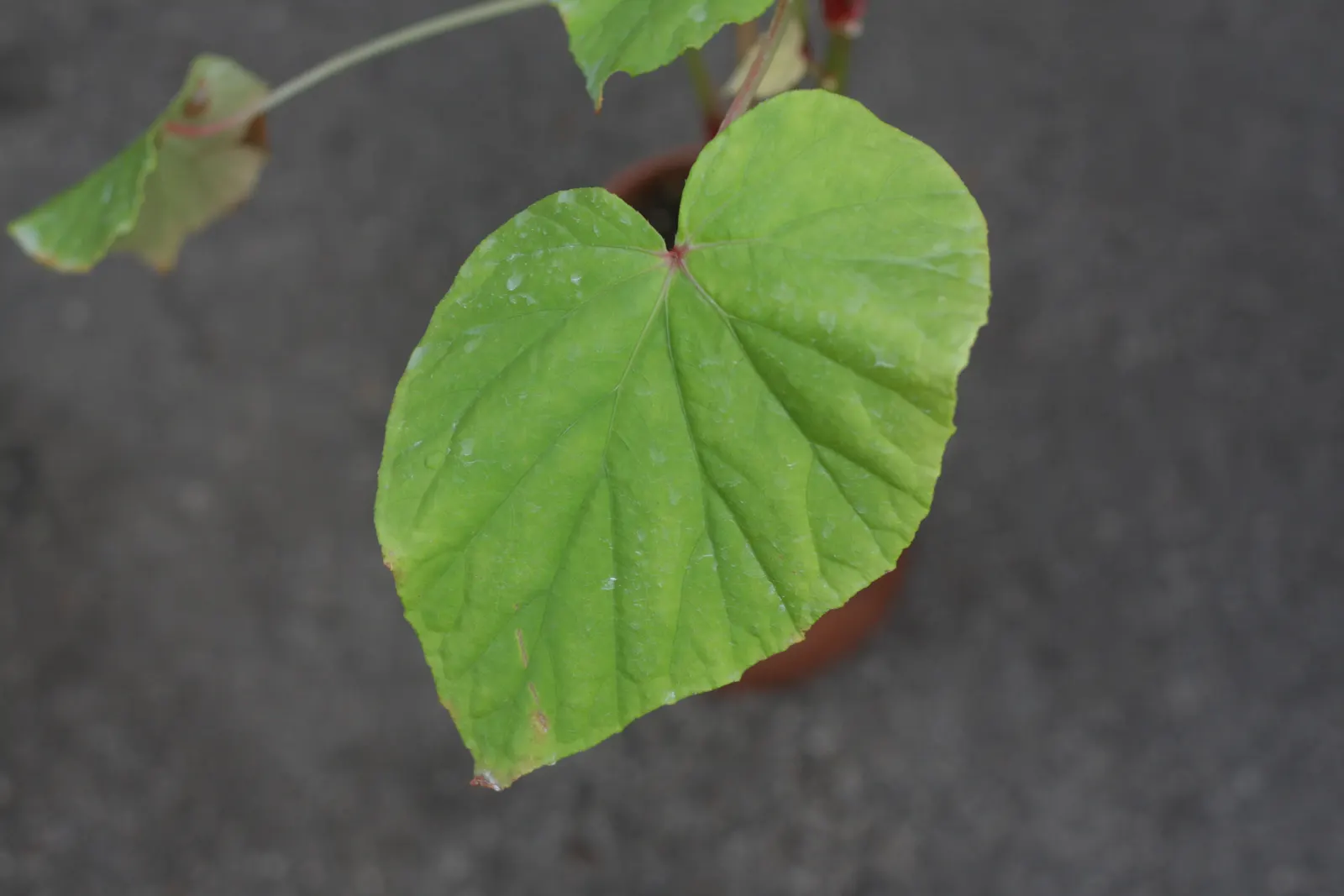 Hardy Begonia (Begonia Grandis) — it adds a soft texture and a splash of color to shaded garden spaces; and can naturalize over time, image 47